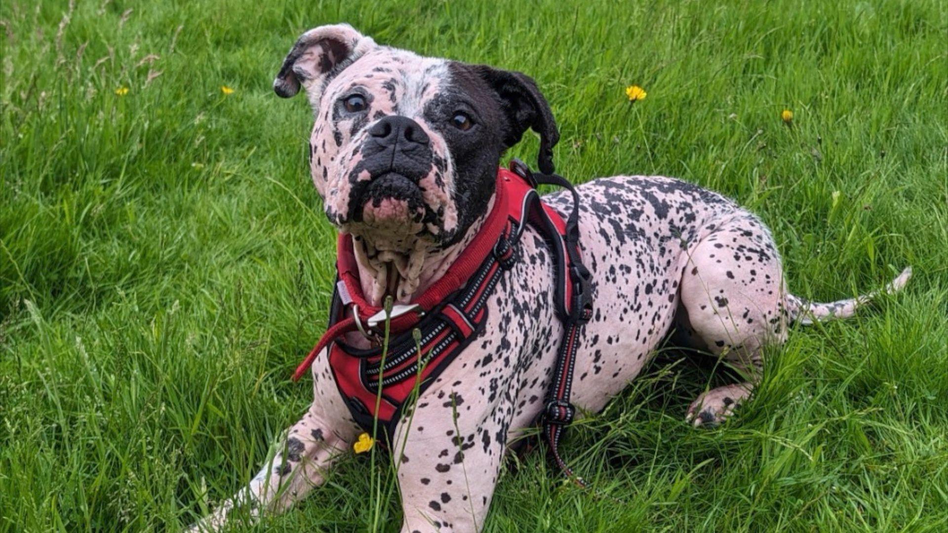 Dog Patch, a boxer breed, laying in a grassy field, wearing a red harness