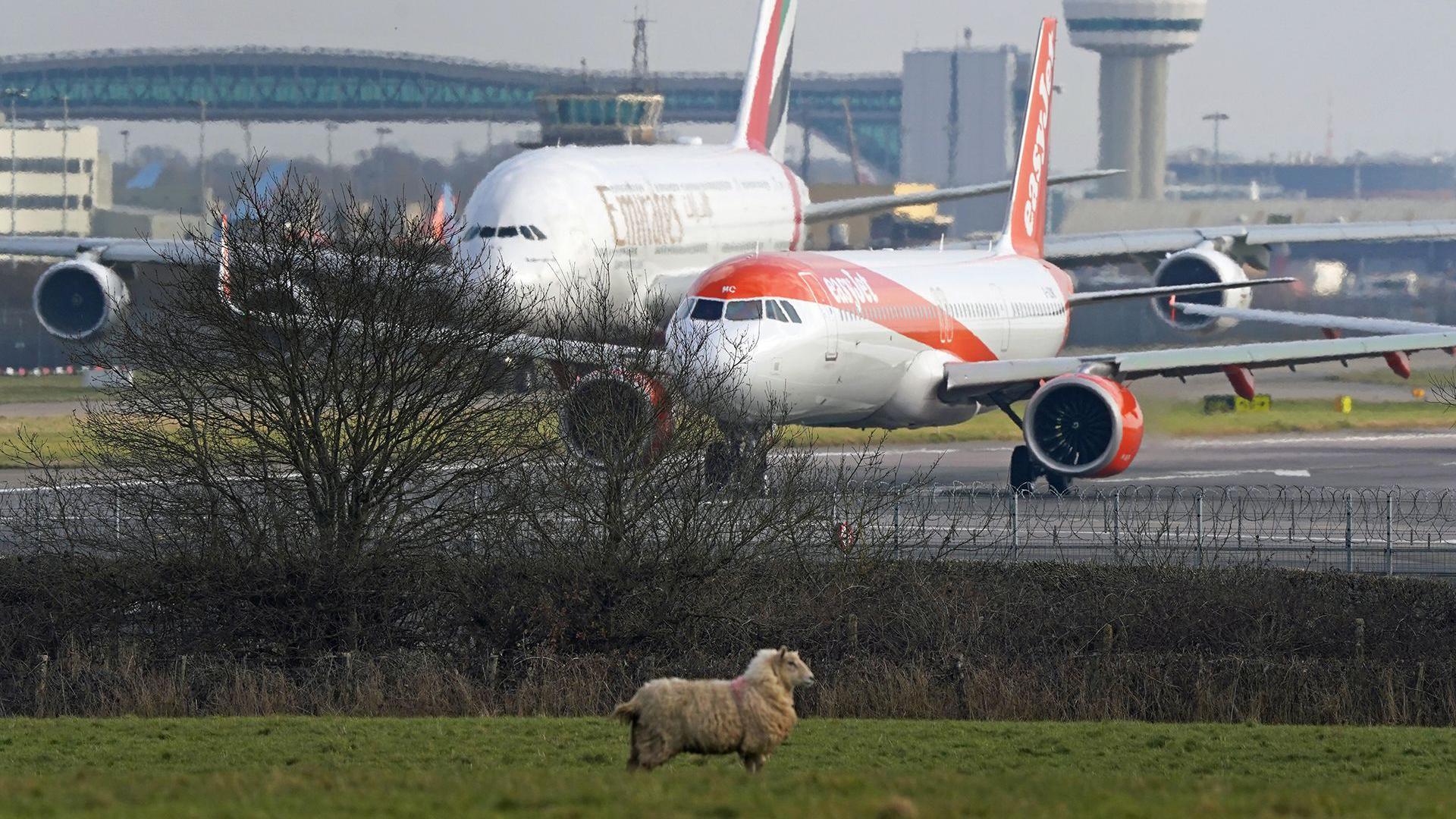 Two planes sit side-by-side on the tarmac at Gatwick airport with a footbridge and control tower in the background, while a sheep grazes in a field next to the runway.