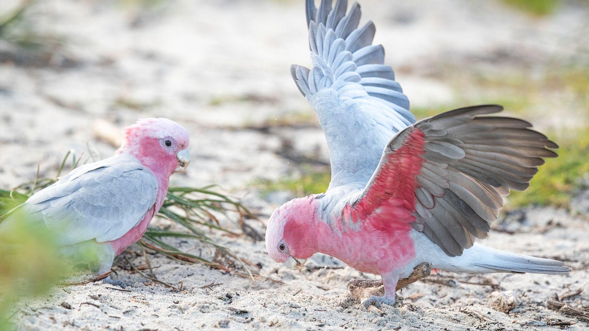 A rose-breasted cockatoo bows to another cockatoo.