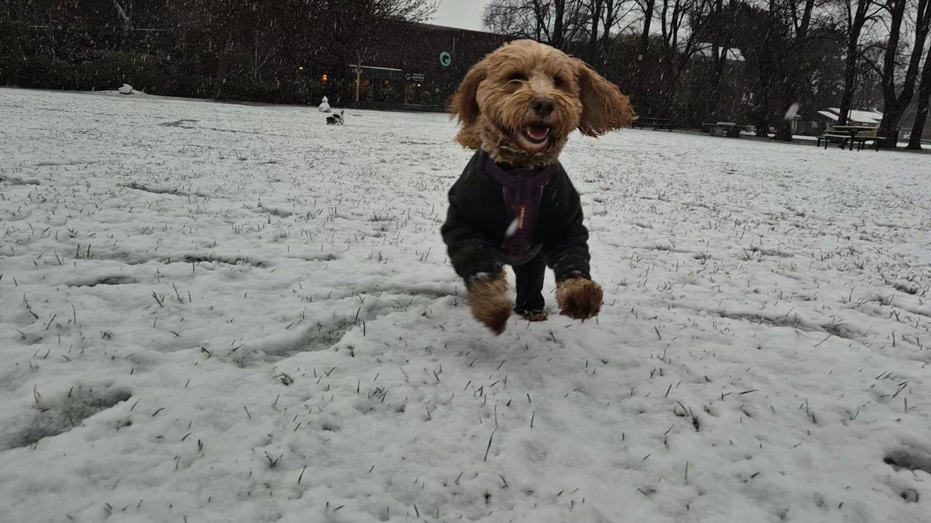 A small brown dog is jumping in a snow-covered field. It is wearing a black jumper and appears to be smiling.