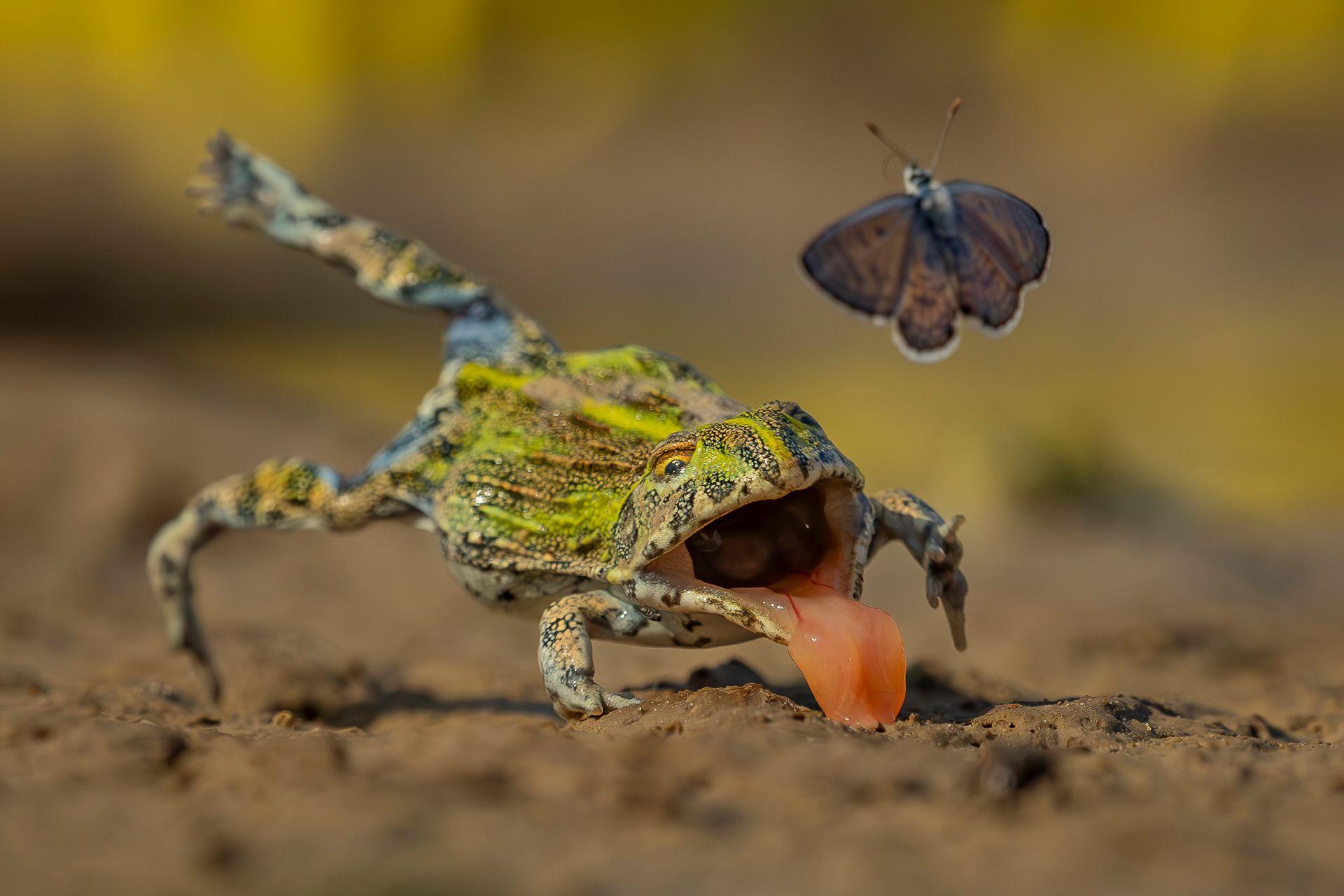 A mottled green and brown bullfrog crouches low on muddy ground with its mouth open and its long pink tongue extended toward a small butterfly flying just above it. The frog’s textured skin and bright eye are sharply in focus against a softly blurred, earthy background. 