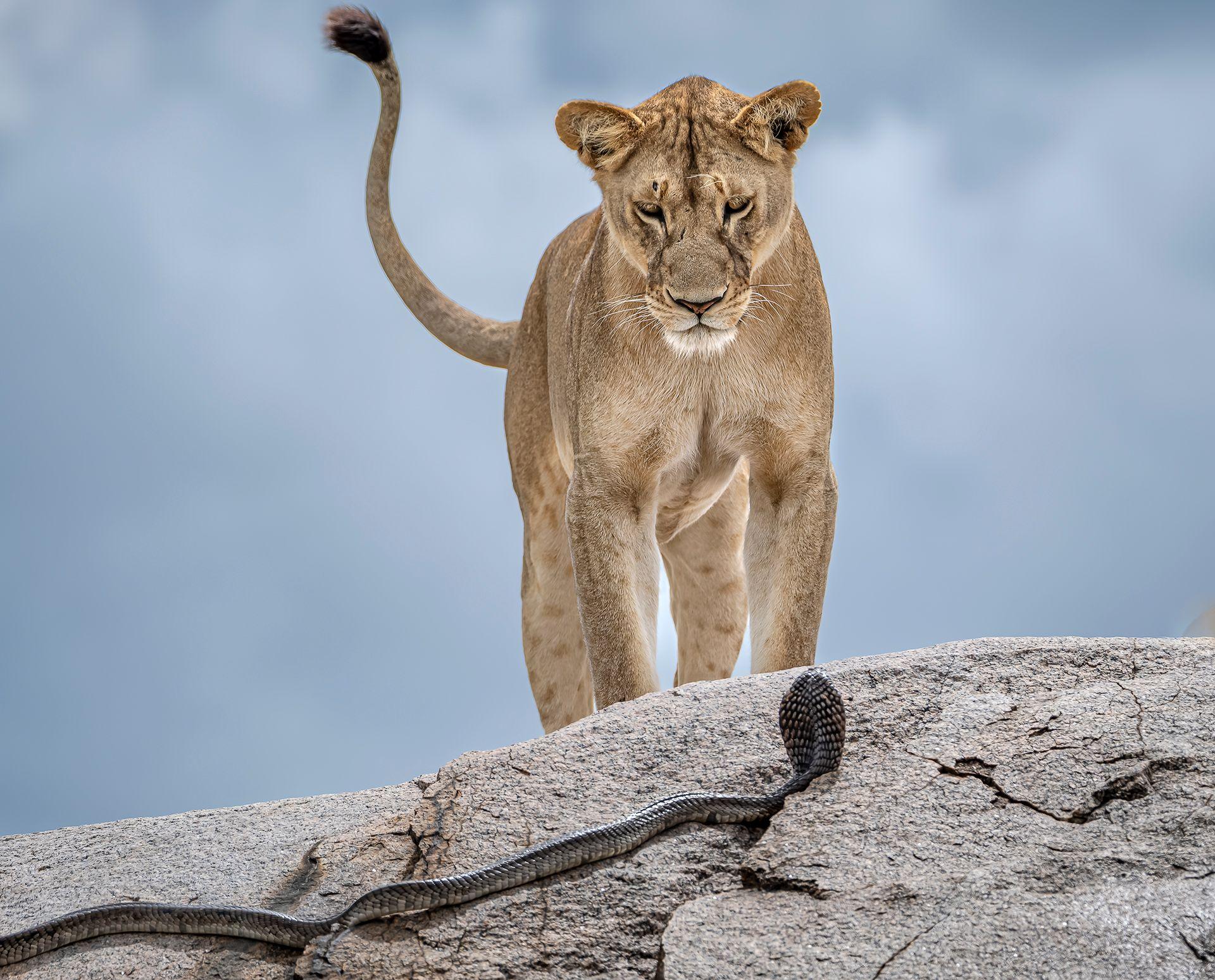 A standing lion locks eyes with a cobra. The standoff takes place on a rocky edge with a background of a blue sky blurred with clouds.