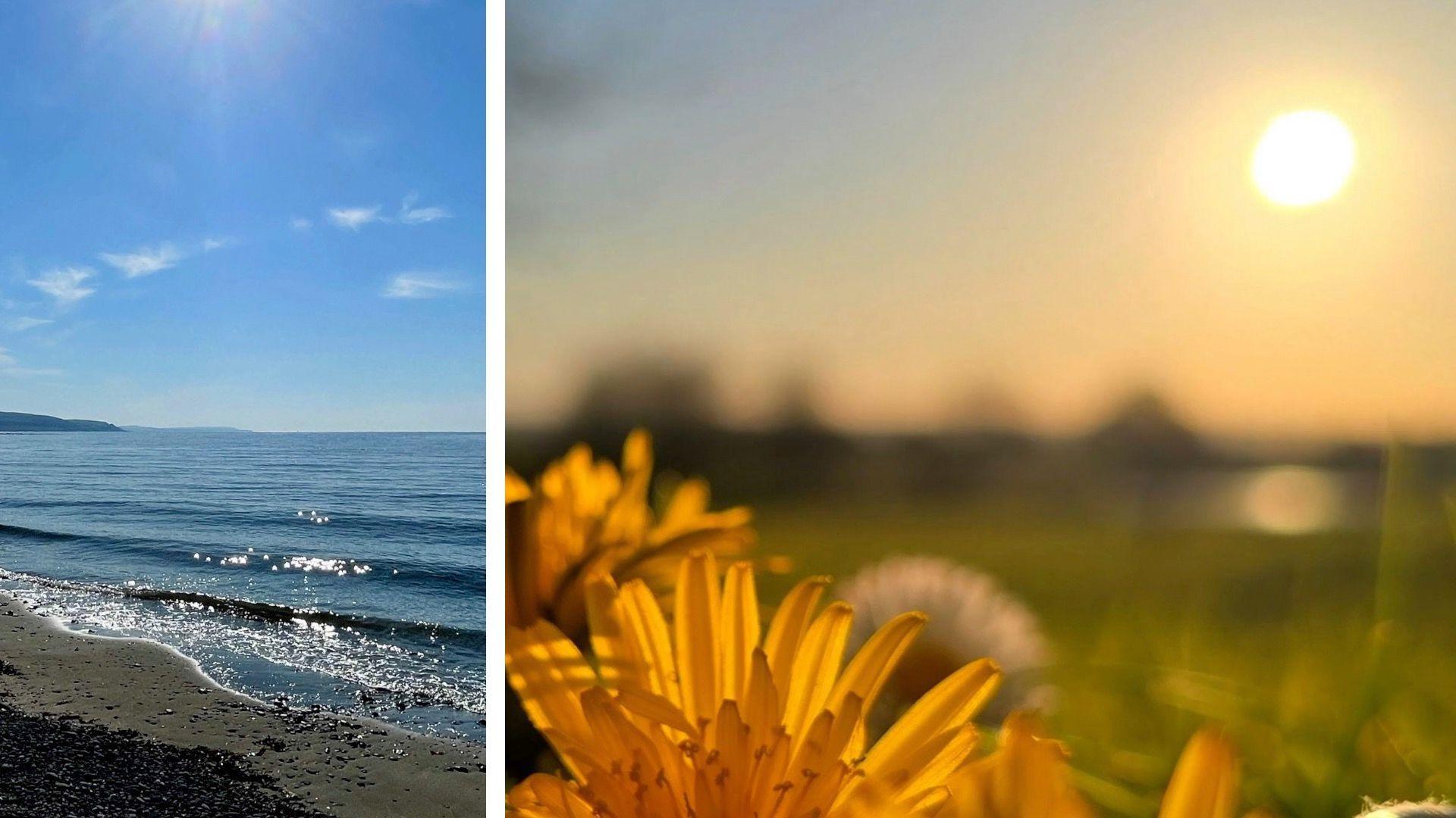 A beach under clear blur sky and sunflowers in a field