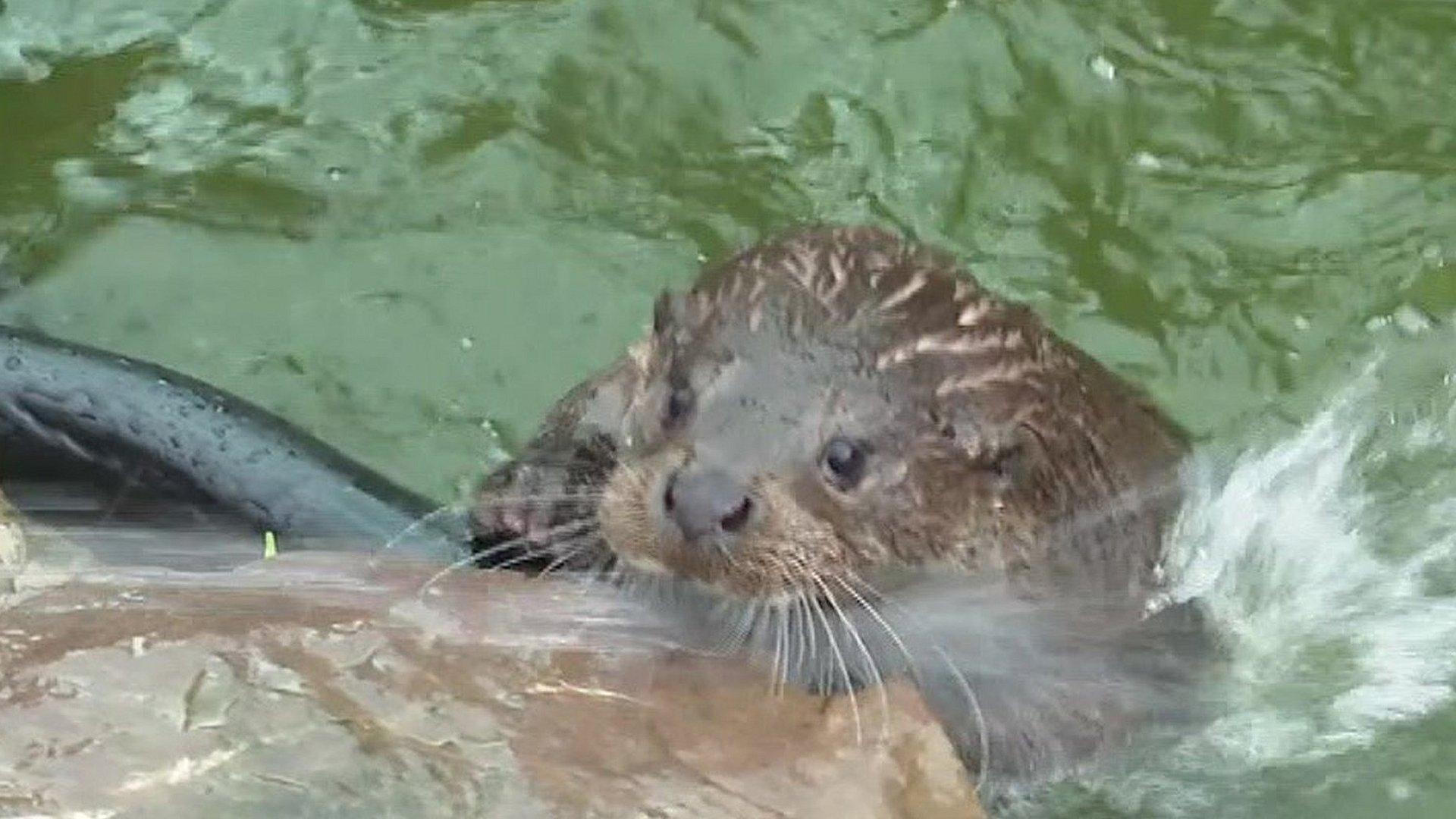 A photo of an otter