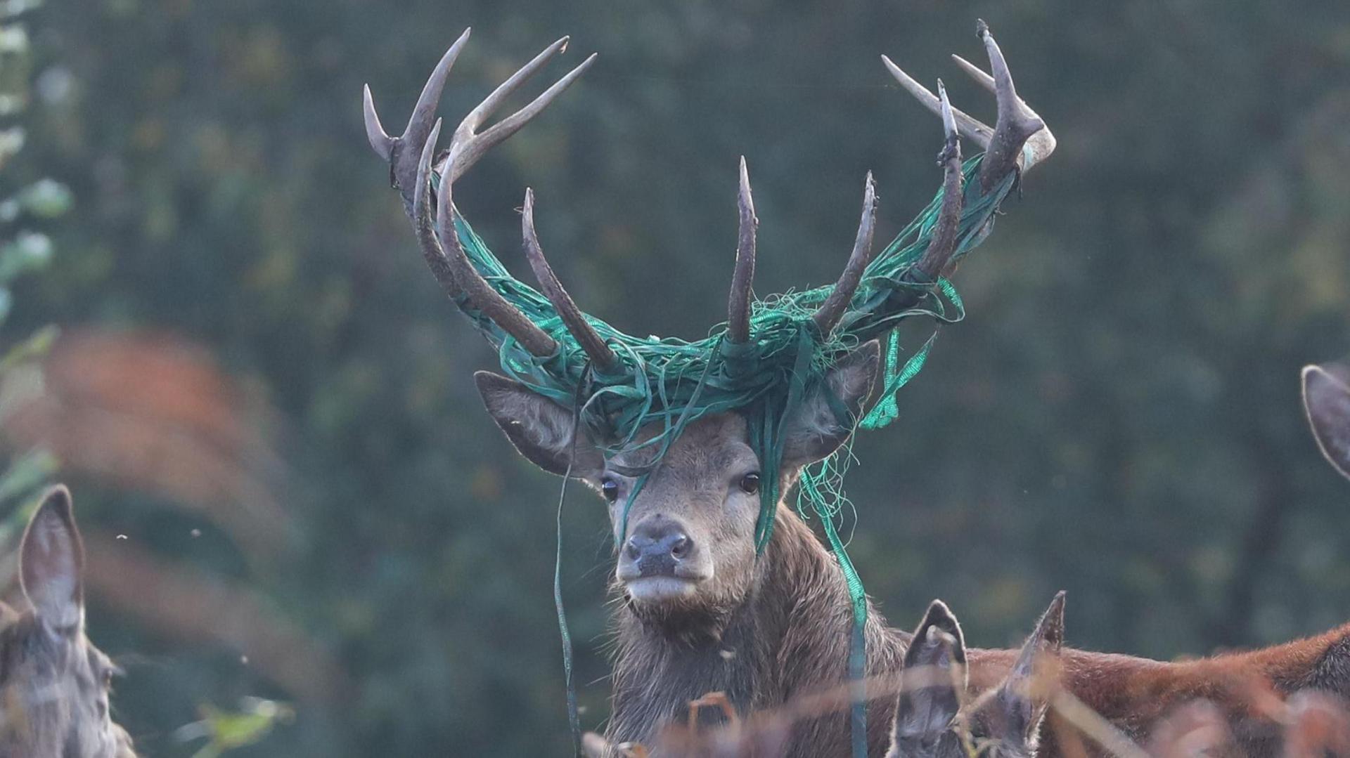 A stag looks at the camera. He has green wire wrapped around his antlers. Behind him out of focus are the Quantocks.