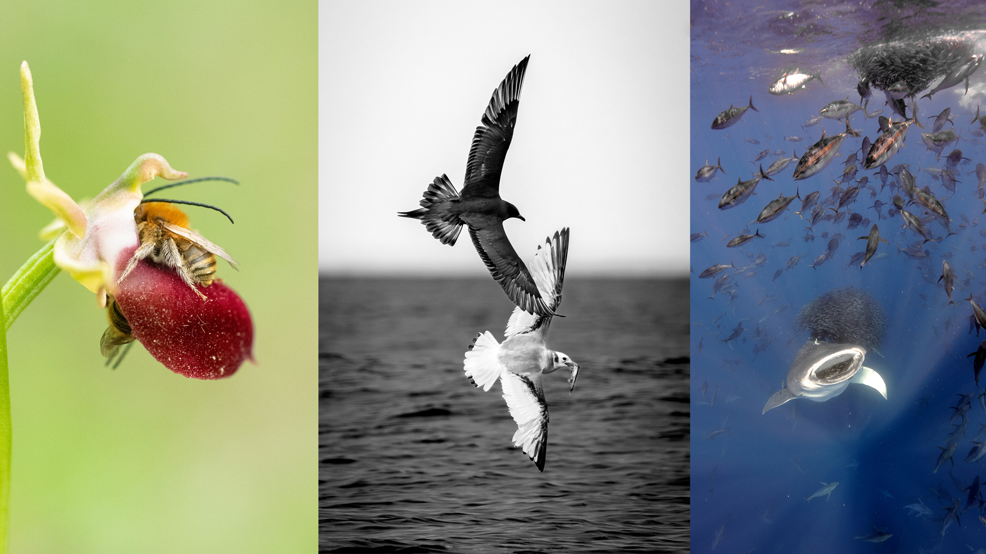 3 images: 
A plant-pollinator interaction between a Helen’s Bee orchid and two Eucerini bees.
An Arctic Skua mimics the flight of a Black-legged Kittiwake to steal its fish.
The world’s largest fish, a slow-moving whale shark, feeds on snipefish herded into bait balls by agile tuna in the Azores.
