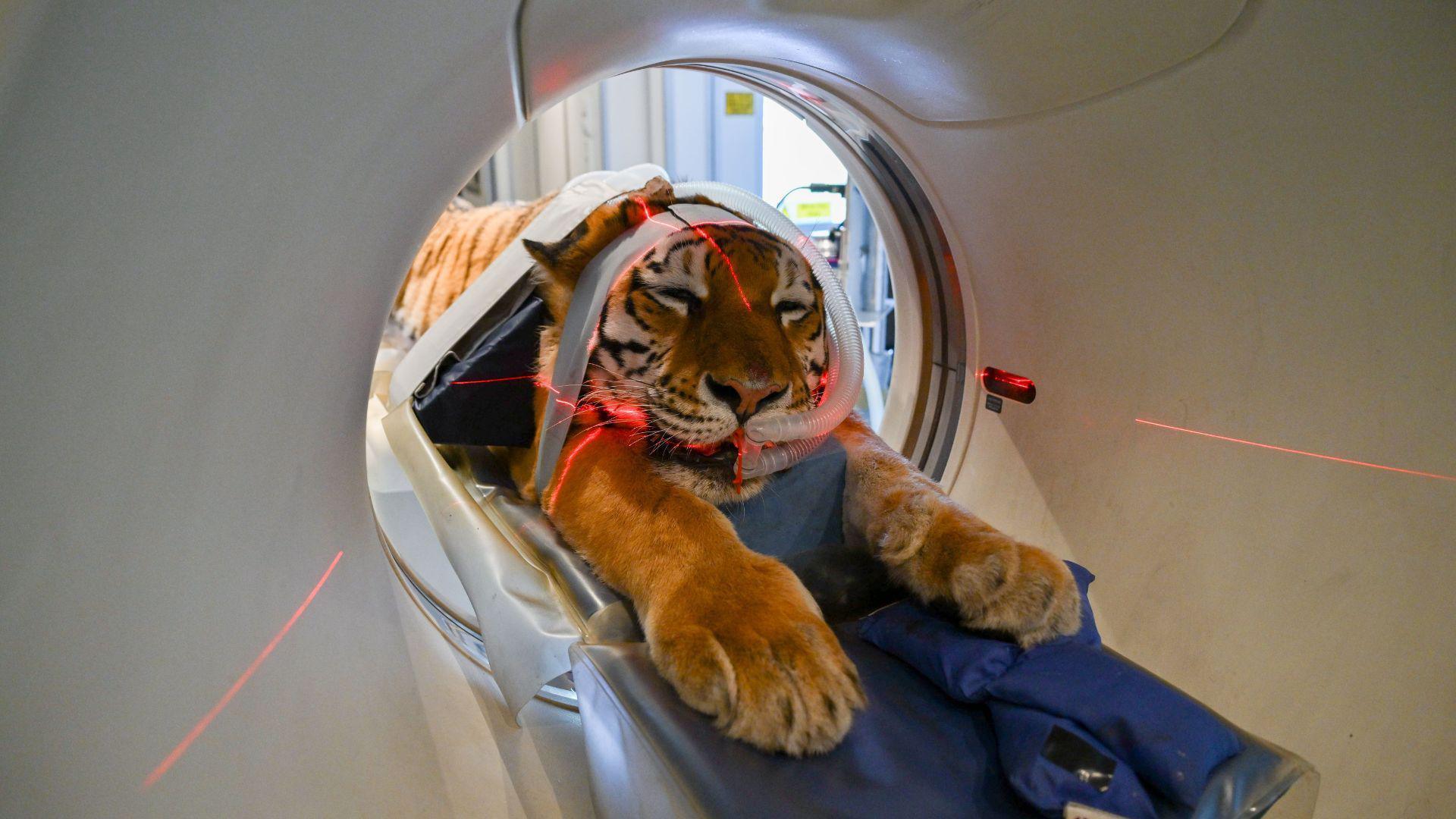An orange tiger with black stripes inside a CT scan machine. The tiger is sedated on a stretcher with two plastic tubes in its mouth and straps over its head and body. Red laser lights are shining on the animal.