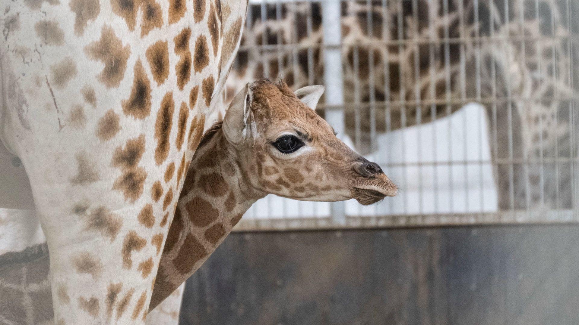 A baby giraffe peeks out from the legs of its mum
