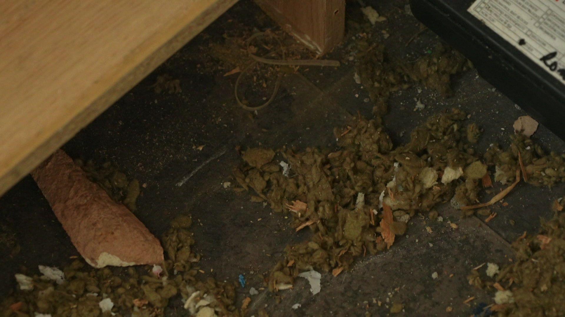 A scattered amount of debris on a tile floor. There is a piece of brick along with dust and fluff. There is a black plastic rat trap and a wooden kitchen unit.