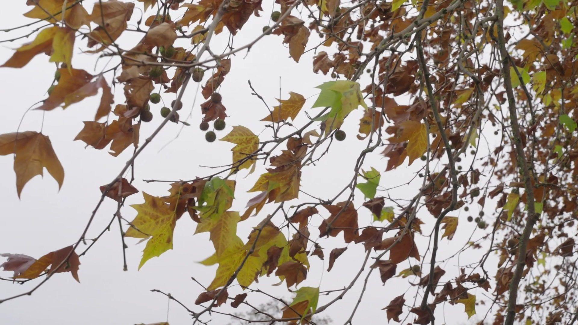 Tree shows orange, brown and green leaves against a grey sky