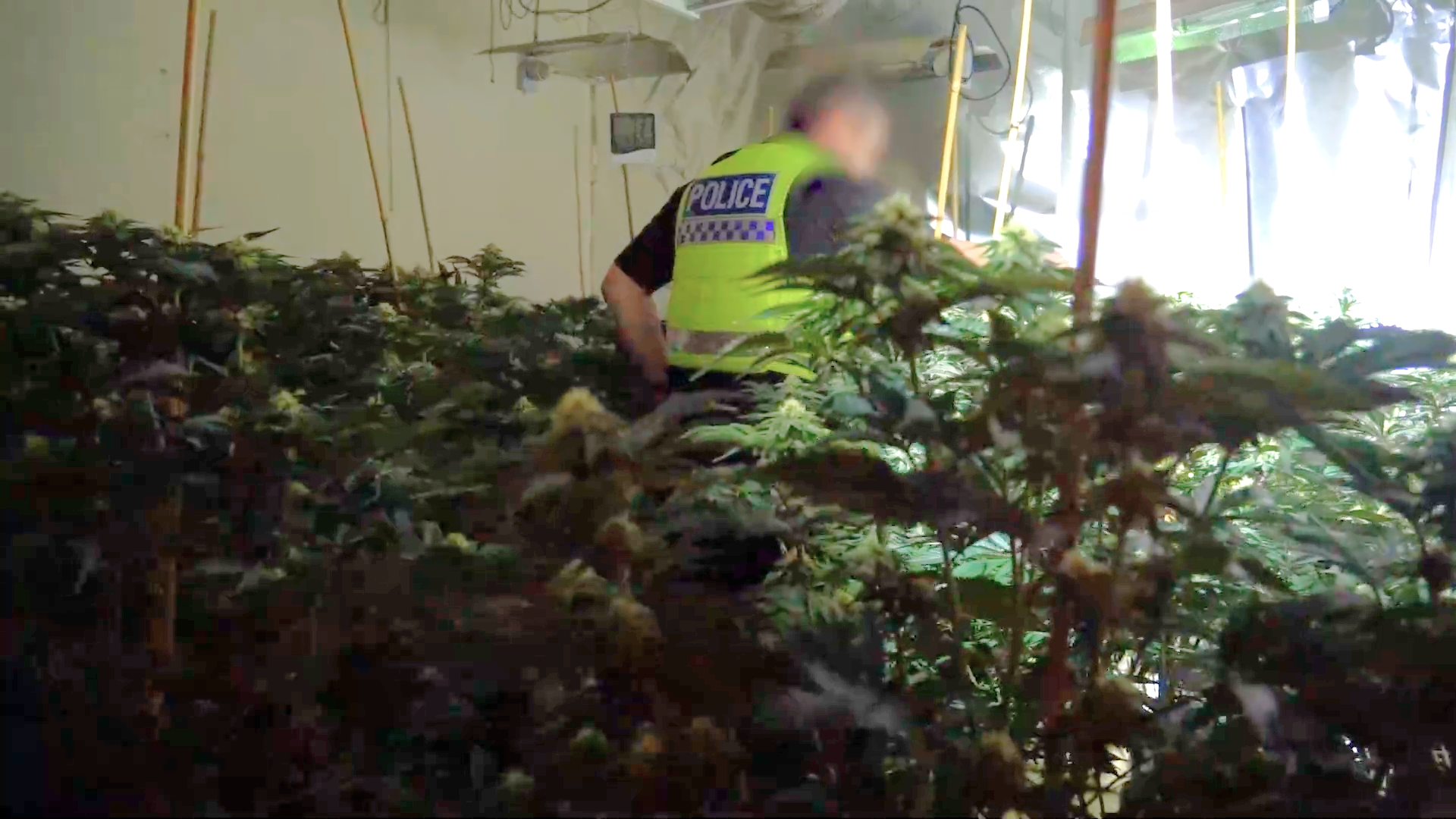 A police officer wading through a room full of cannabis plants.