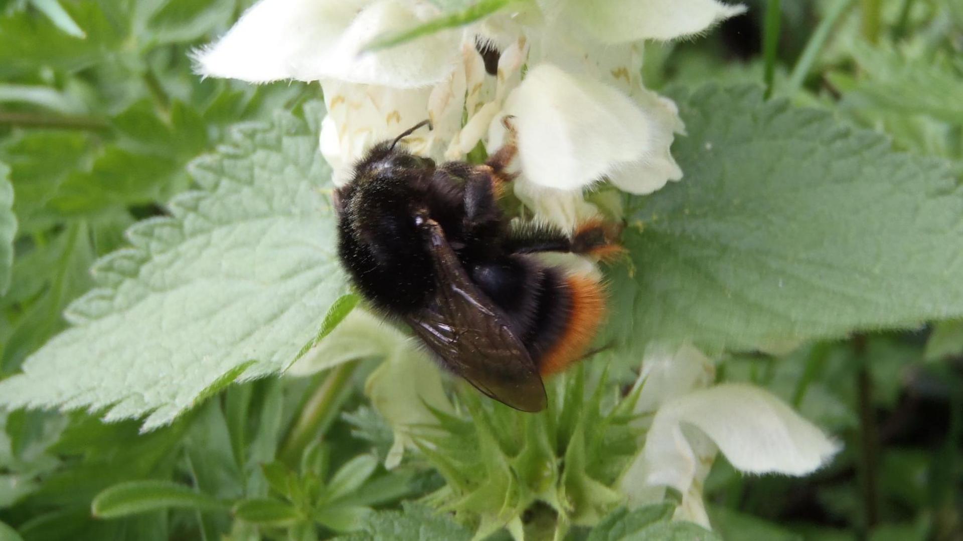 Largely black bee with orange pollen basket at the back. It has landed on a white flower surrounded by green leaves.