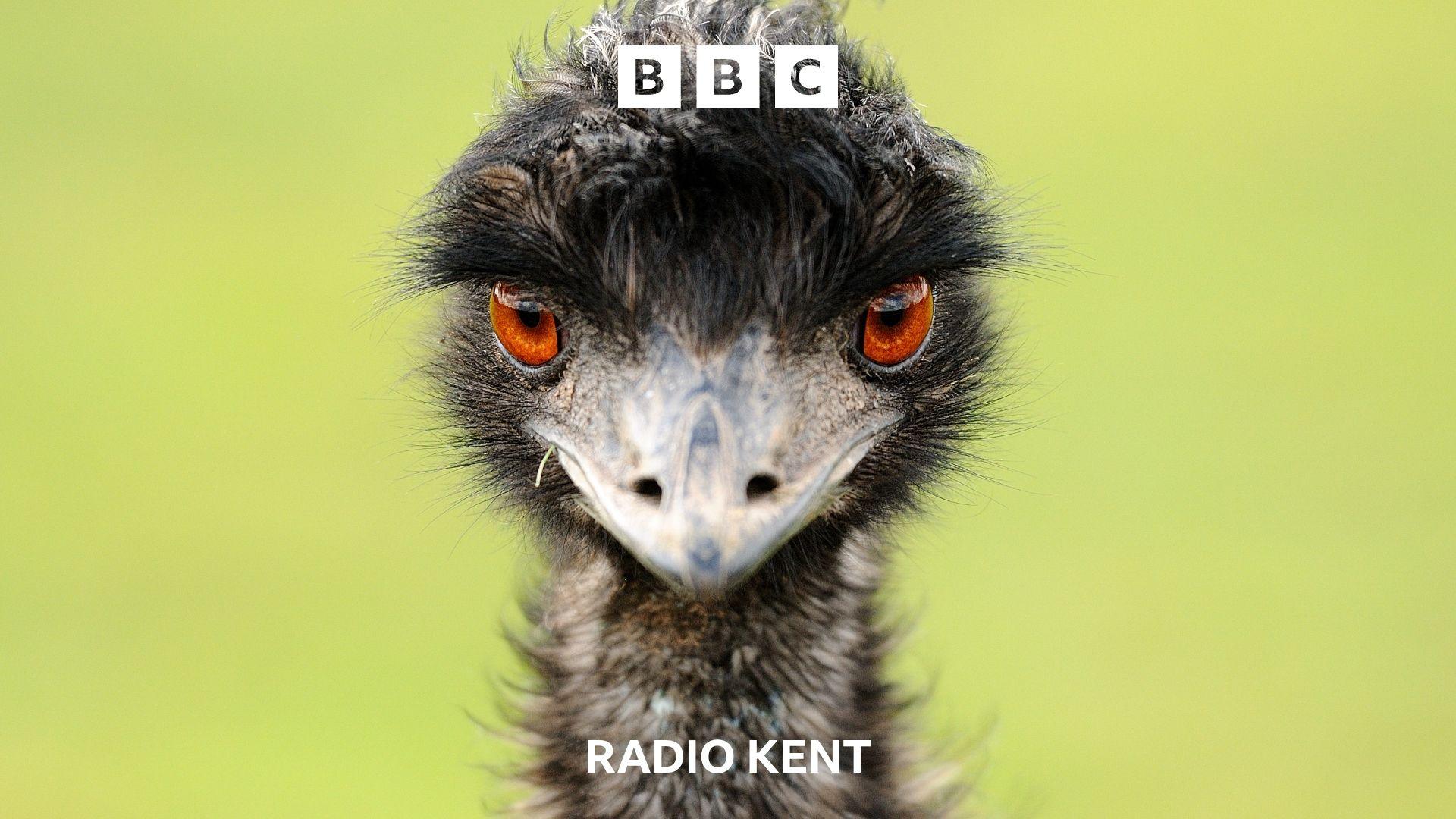 An Emu stares into the camera.