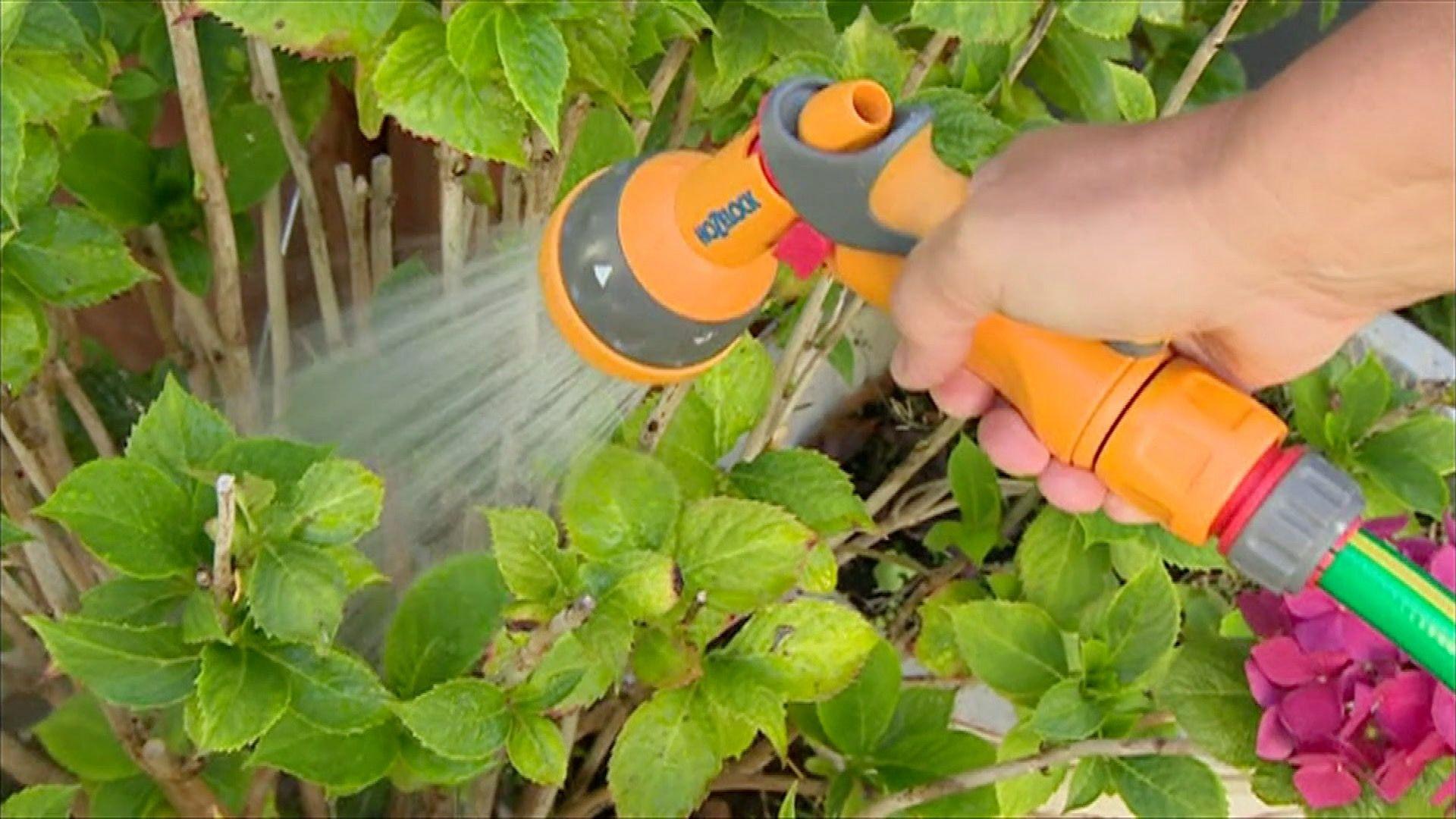 A yellow garden hose sprayer is held by a hand over a green shrub
