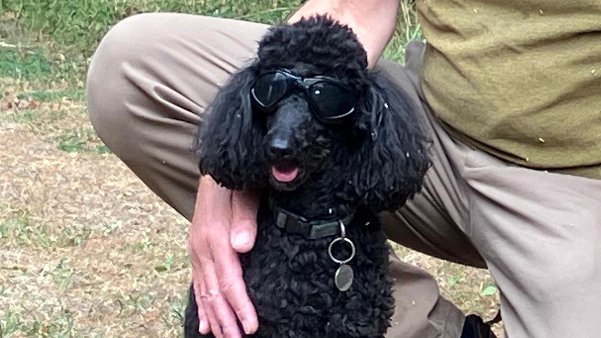 Close up of Nancy, Chris Packham's black poodle wearing her black goggles which look like black sunglasses