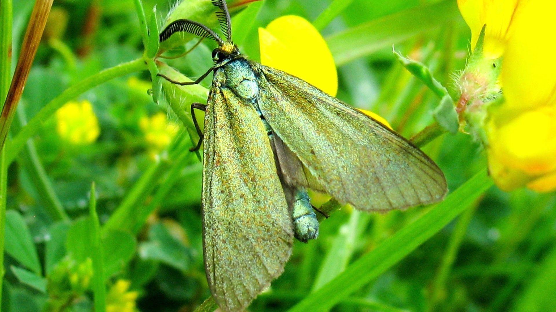 Forester Moth