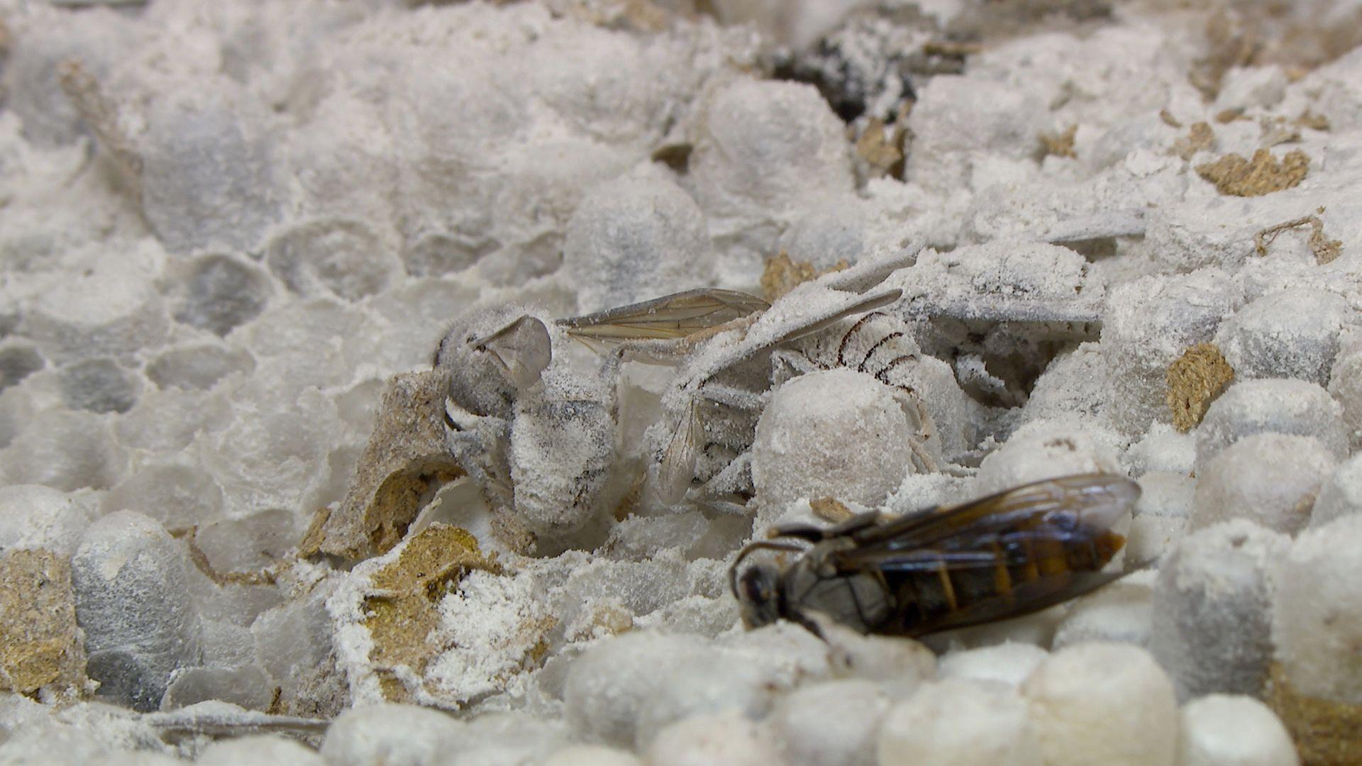 A close-up of a frozen section of the nest, showing cells and a couple of dead hornets.