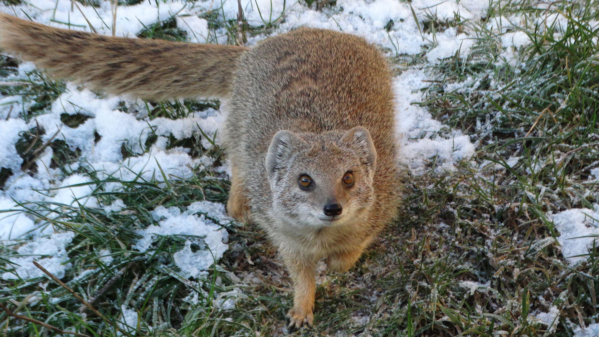 A yellow mongoose moves through ice-covered grass