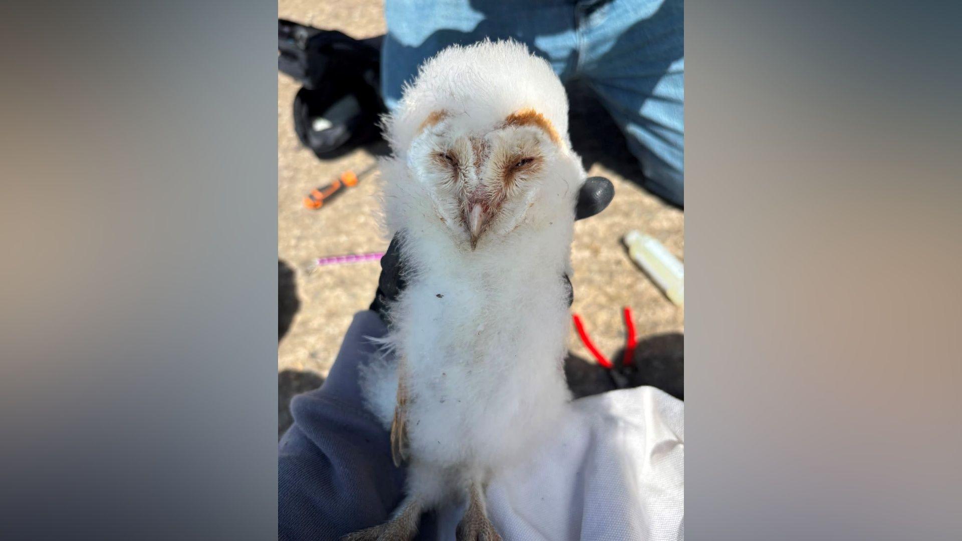 A barn owl chick being held by a person wearing gloves