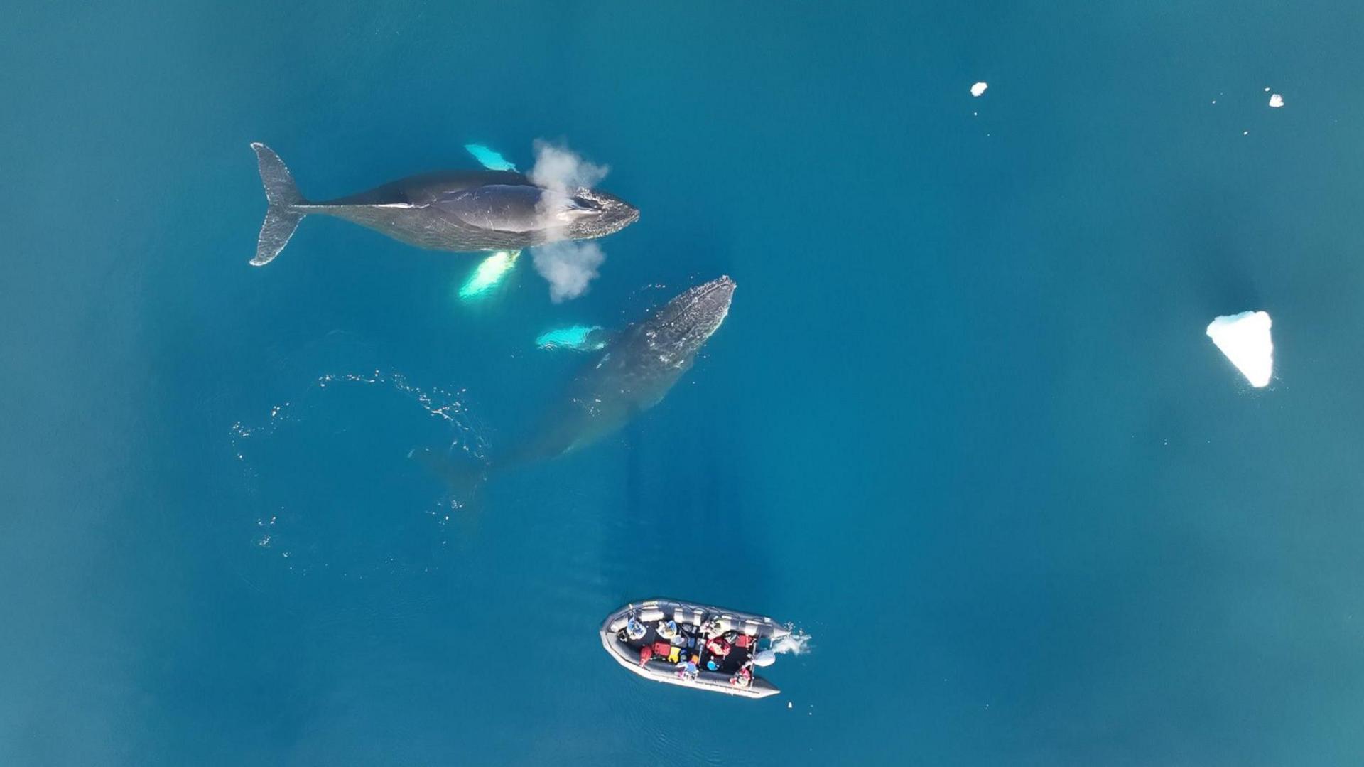 Aerial image showing two humpback whales and a small research boat