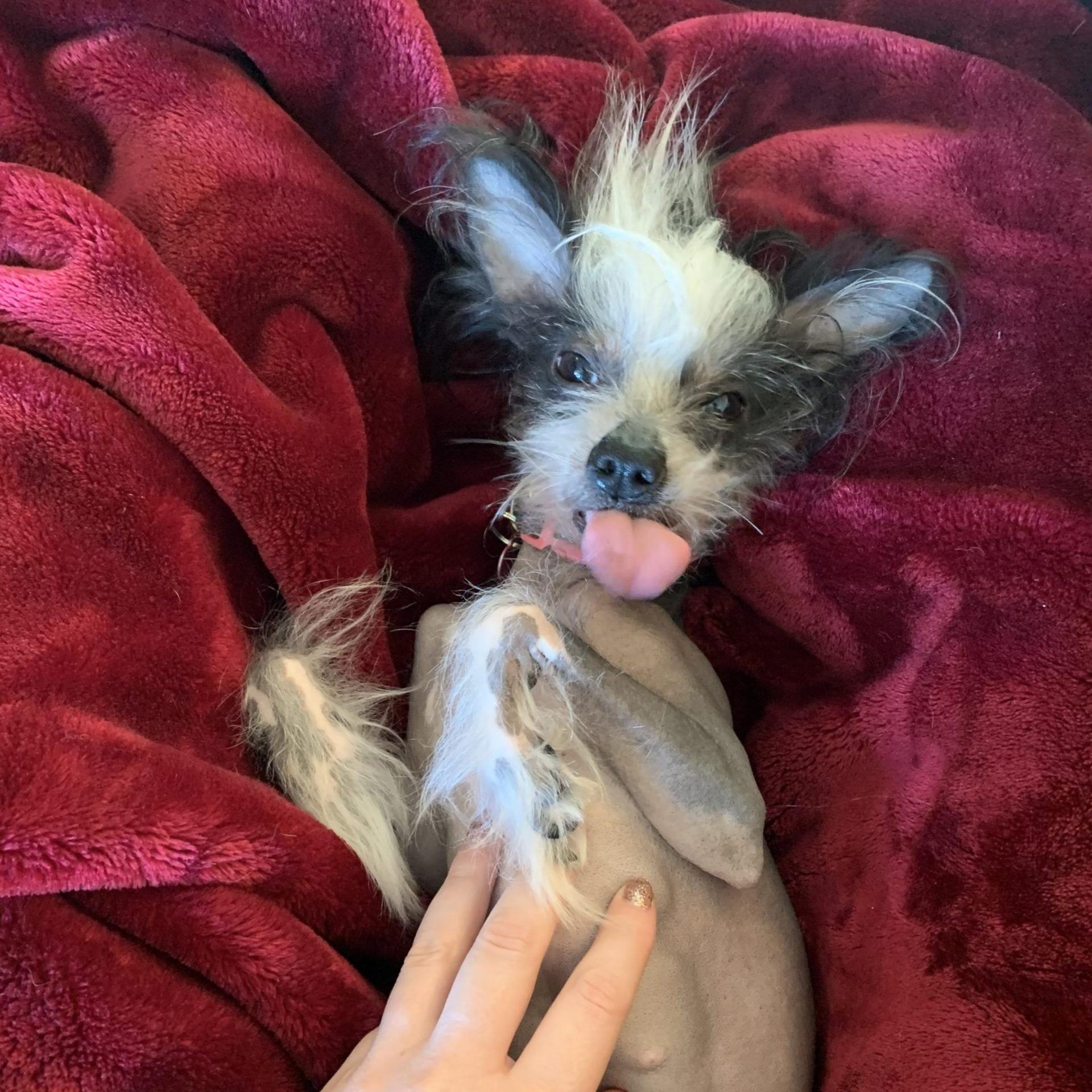 Poppy, a Chinese Crested/Gremlin mix with a tongue the size of her head