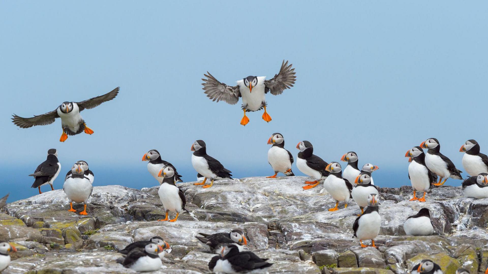 A large group of puffins are assembled on a rocky outcrop. Two of the birds are flying. A groups of about 20 birds look on.