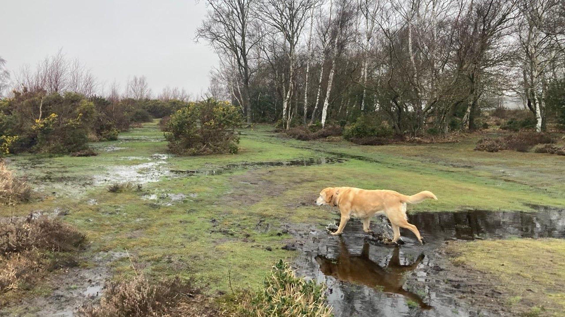 A dog walking over wet and muddy ground on a cloudy day in the New Forest.