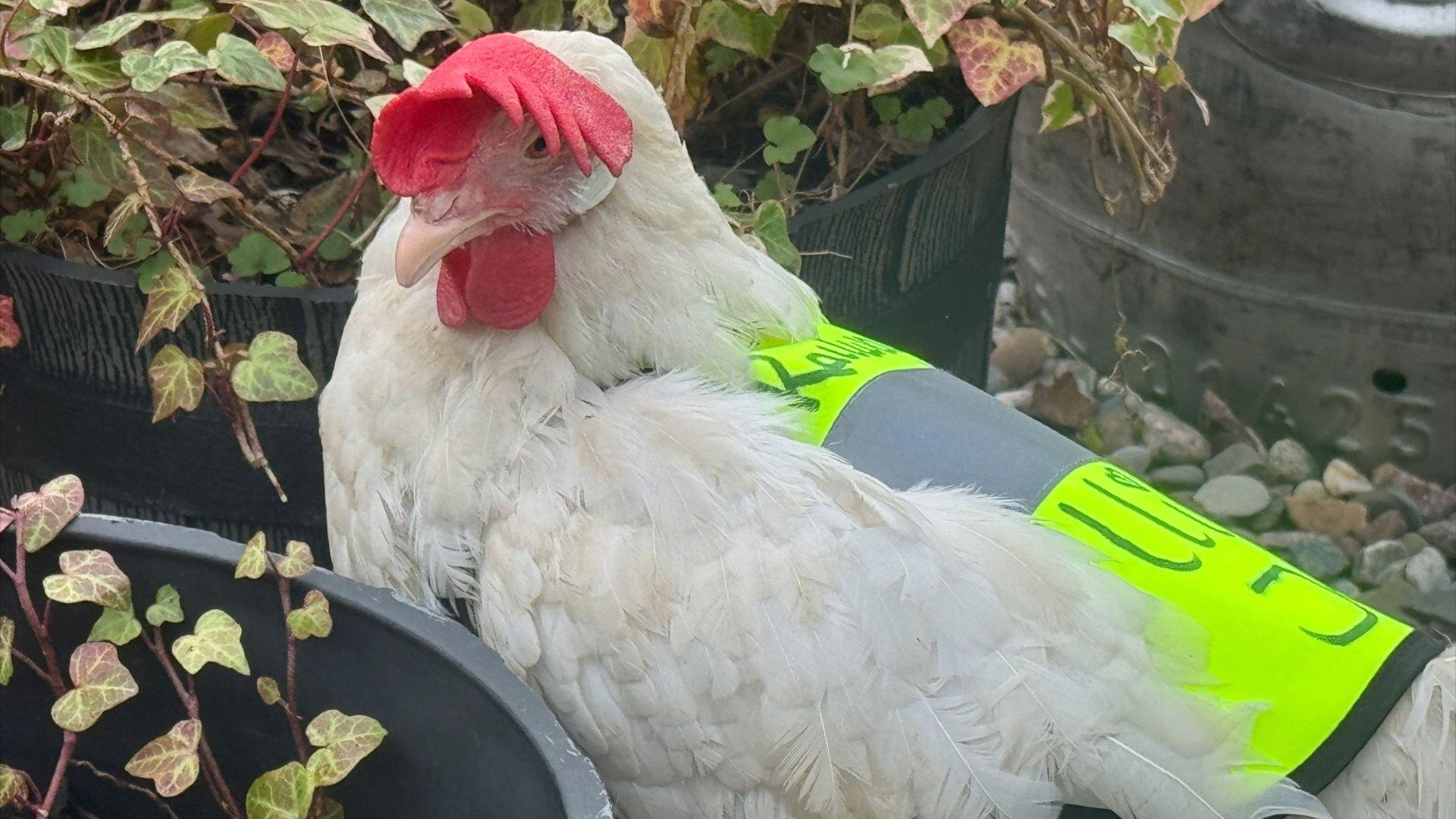 A chicken with a hi-vis jacket on amongst plant pots. 