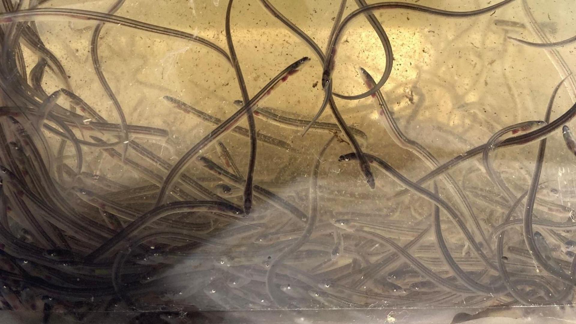 Endangered eel population boost hopes