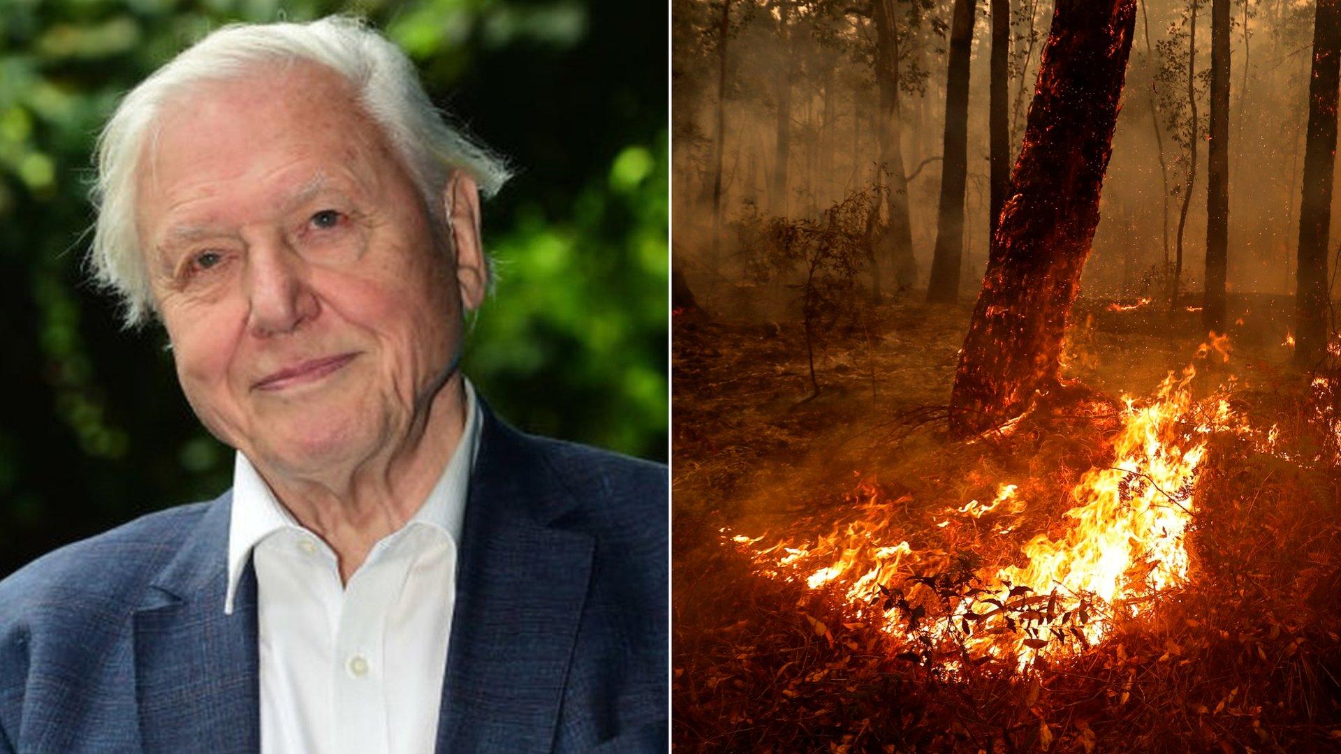 david-attenborough-australia-bushfires