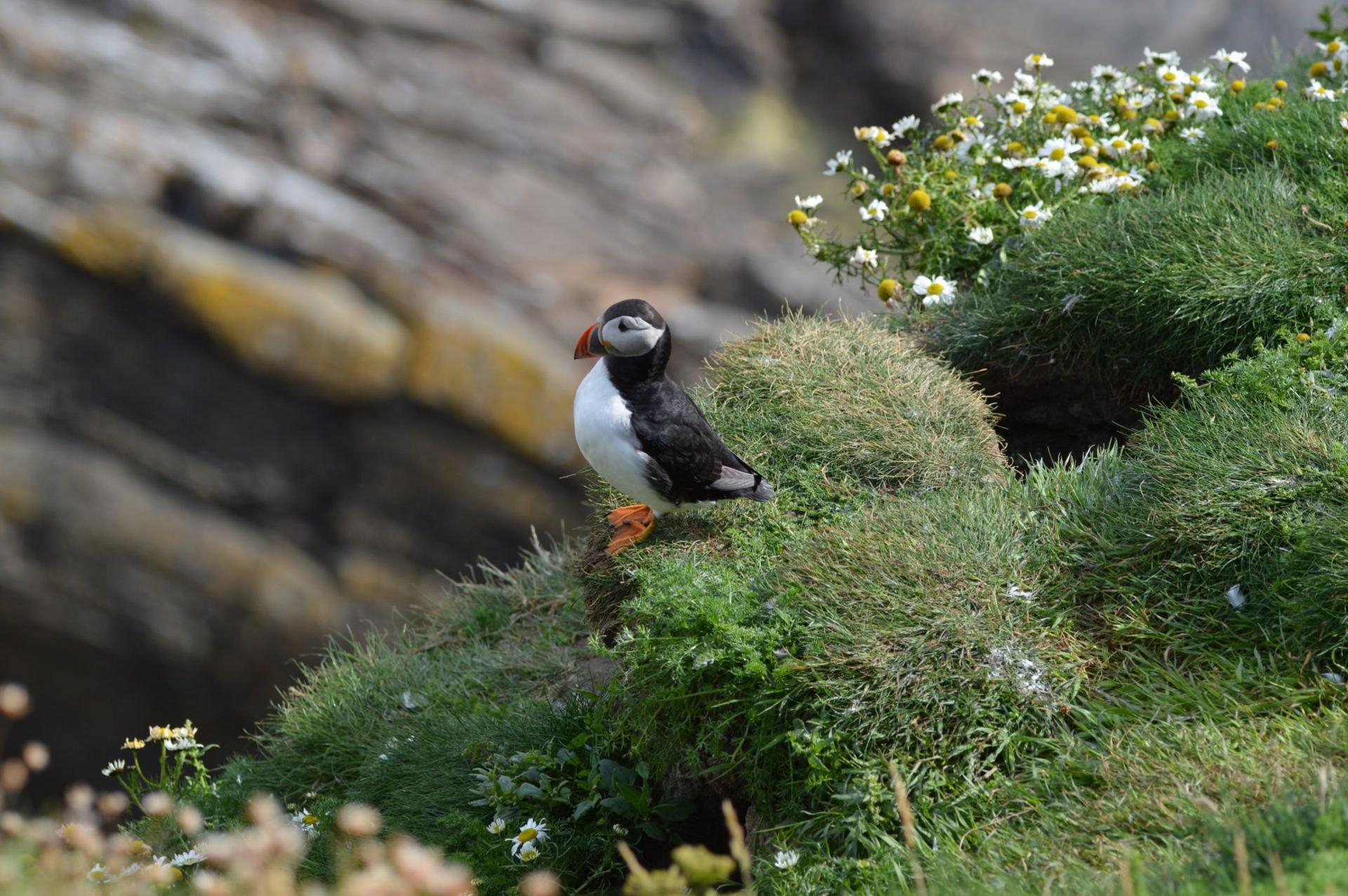 Lone puffin sitting on grass covered boulders