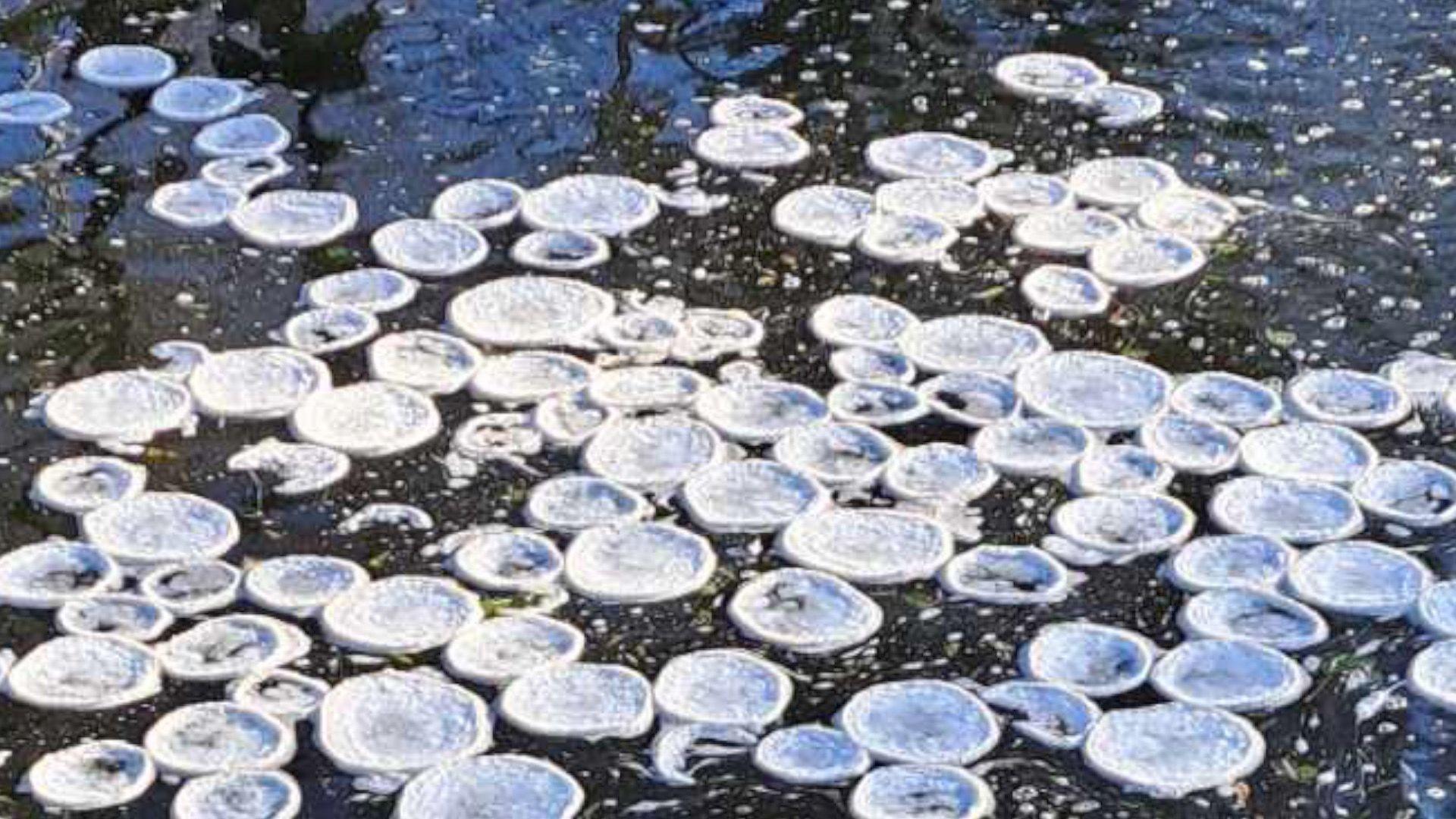 Foam frozen along Cod Beck.