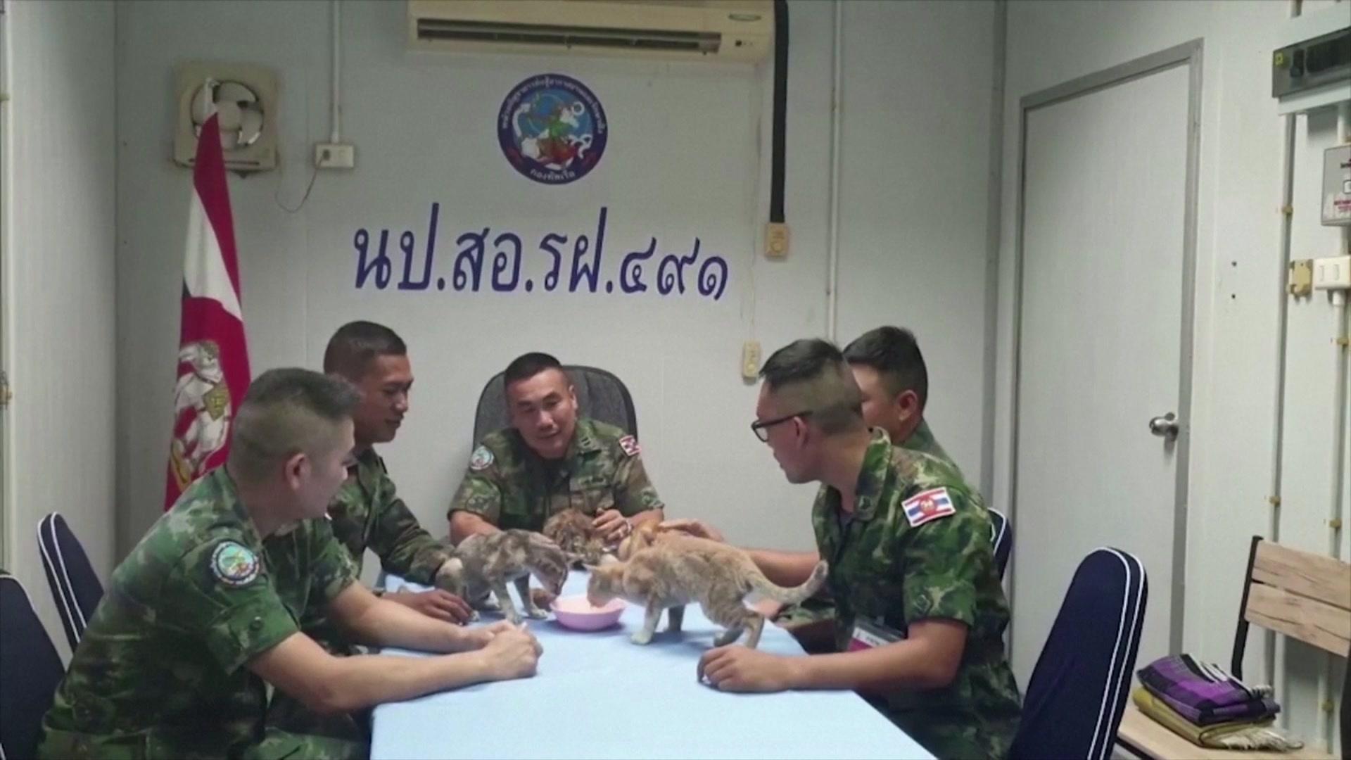 Thai navy officers playing with cats