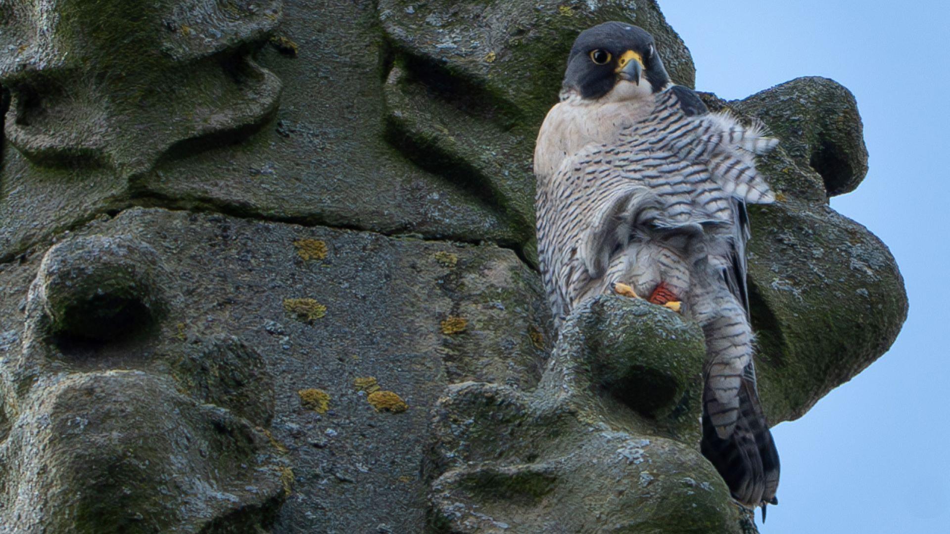 A peregrine falcon perched on a church 