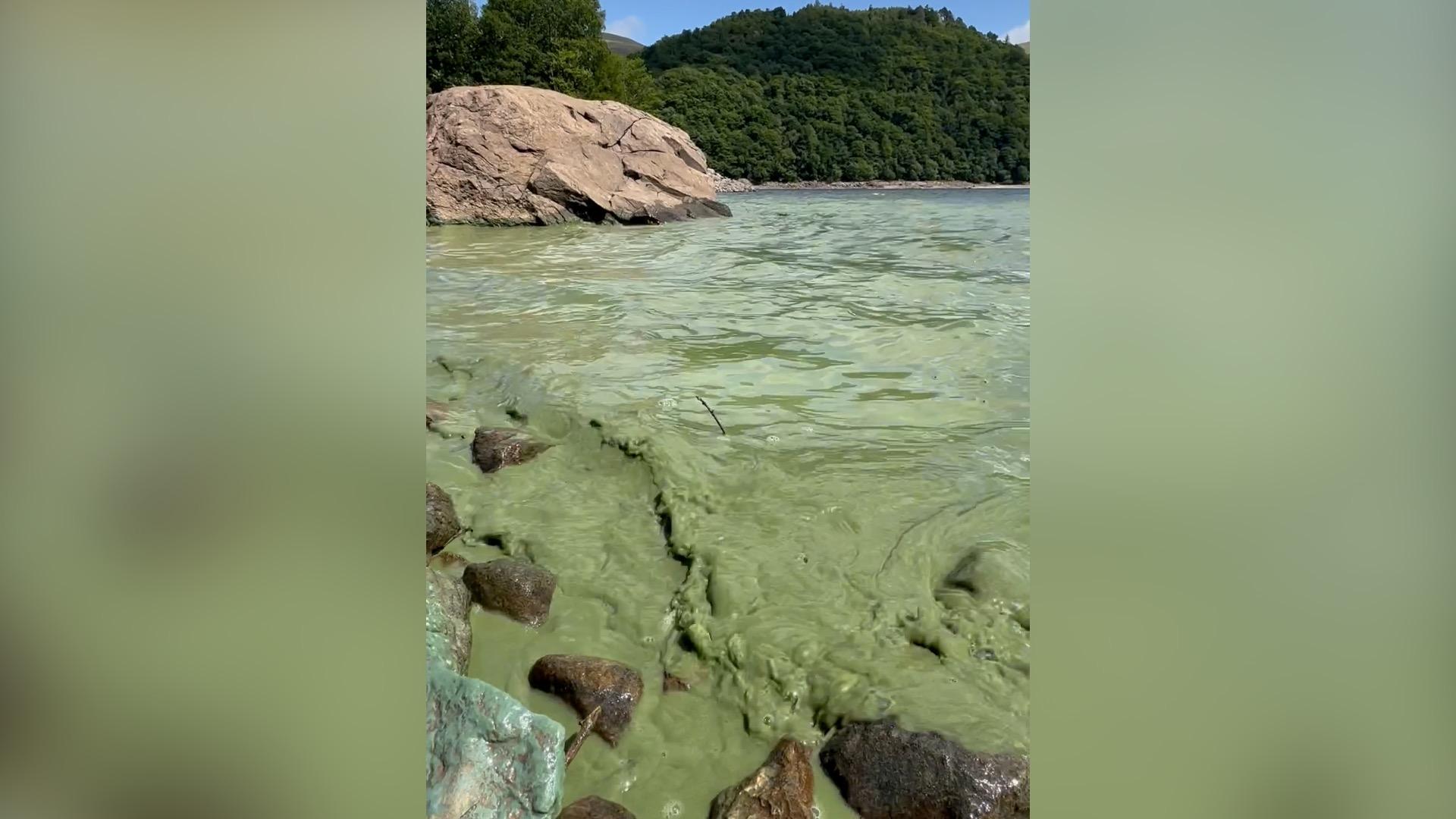 Blue-green algae at Thirlmere