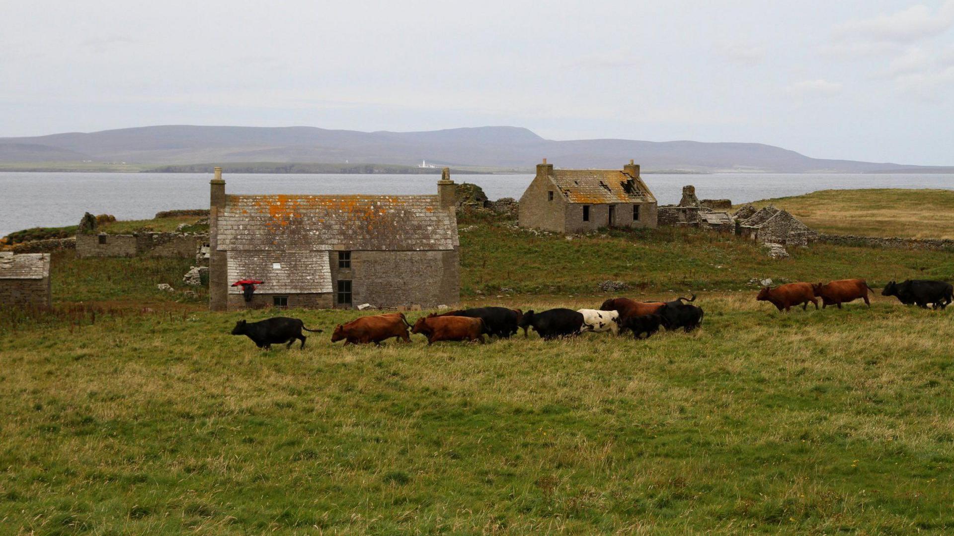 A group of cattle walk past ruined farmhouses and other buildings. The animals are in an area of rough grazing. In the background is the sea and mainland Orkney.