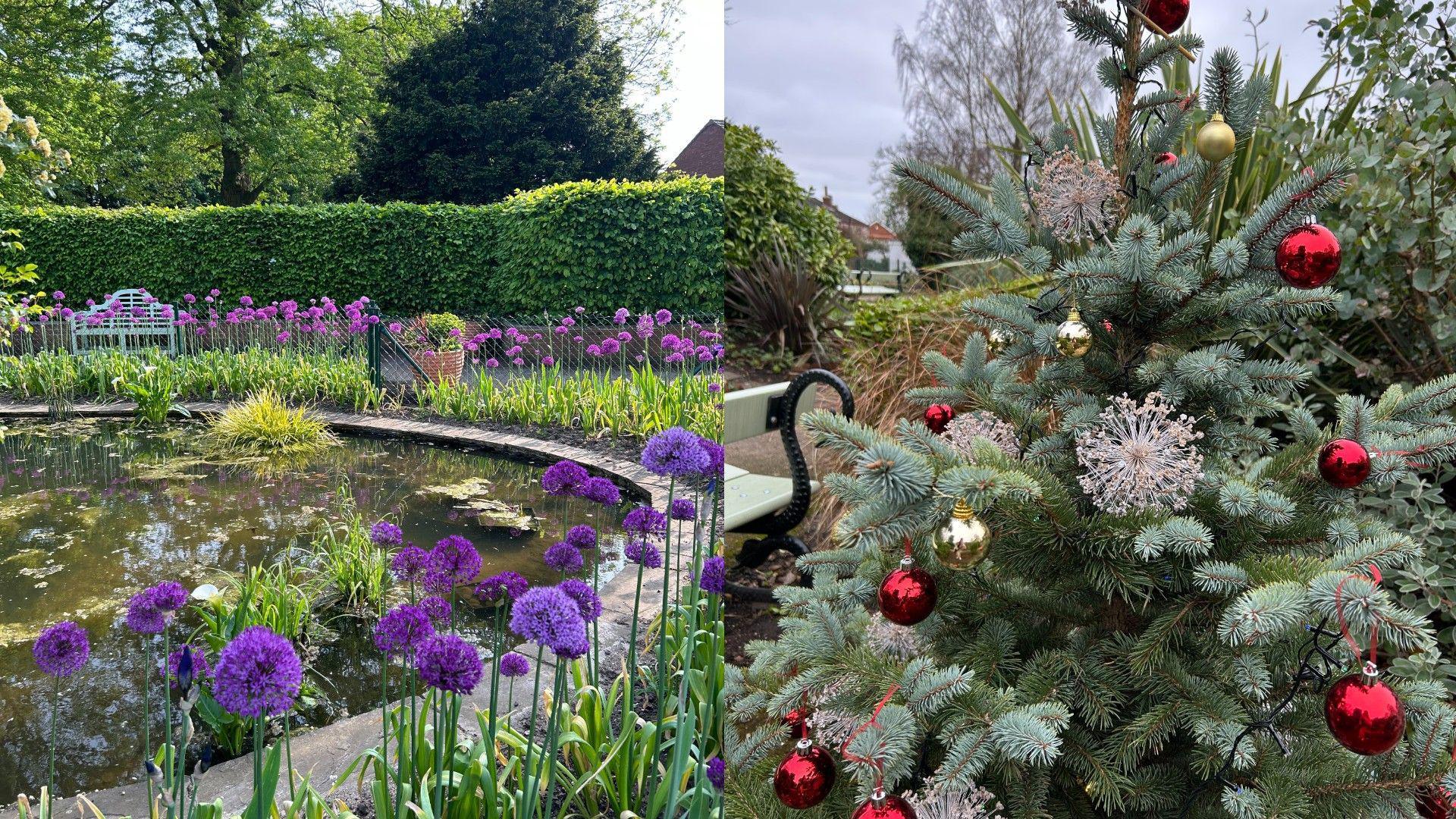 A composite of two photos. The left photo has purple allium flowers surrounding a pond with a hedge and blue bench in the background. The right photo shows dried silver-painted alliums on a Christmas tree in the garden. 