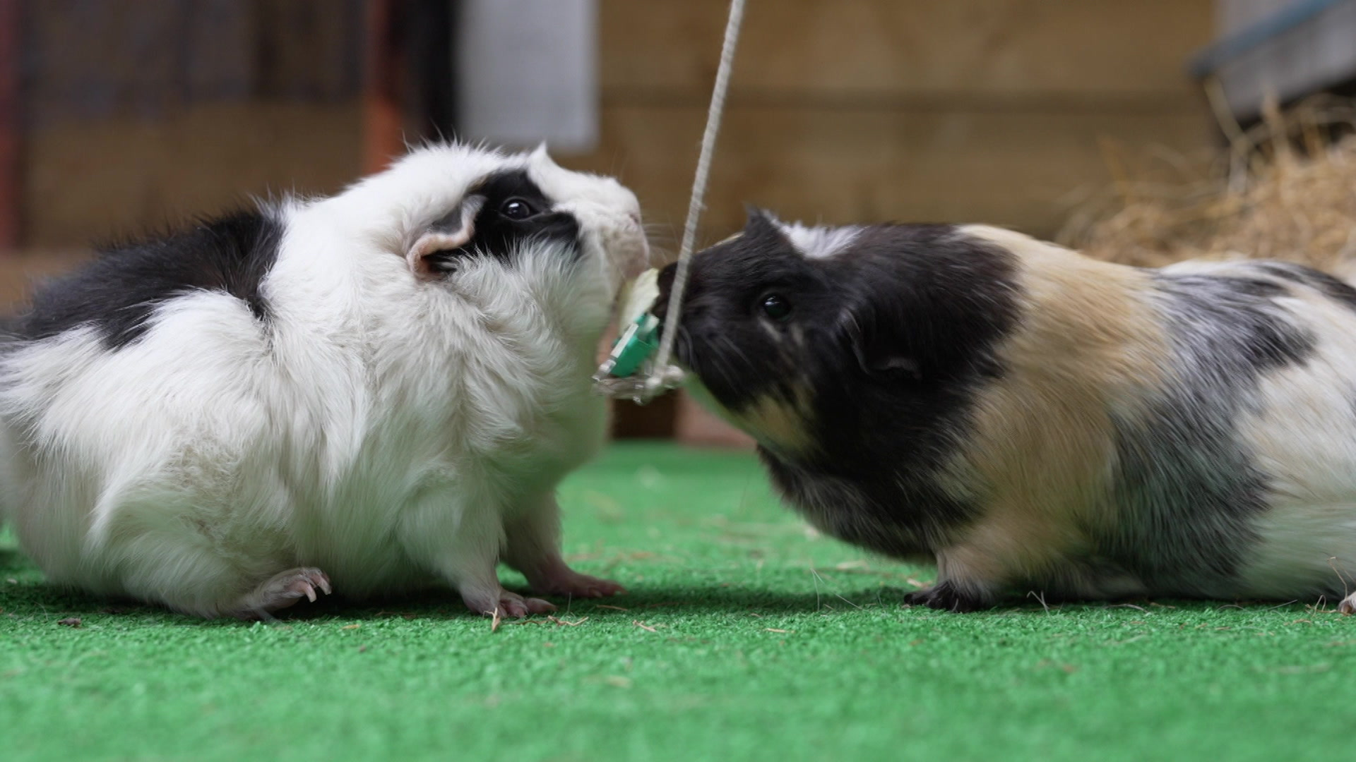 Two guinea pigs eating a lettuce leaf on a string.