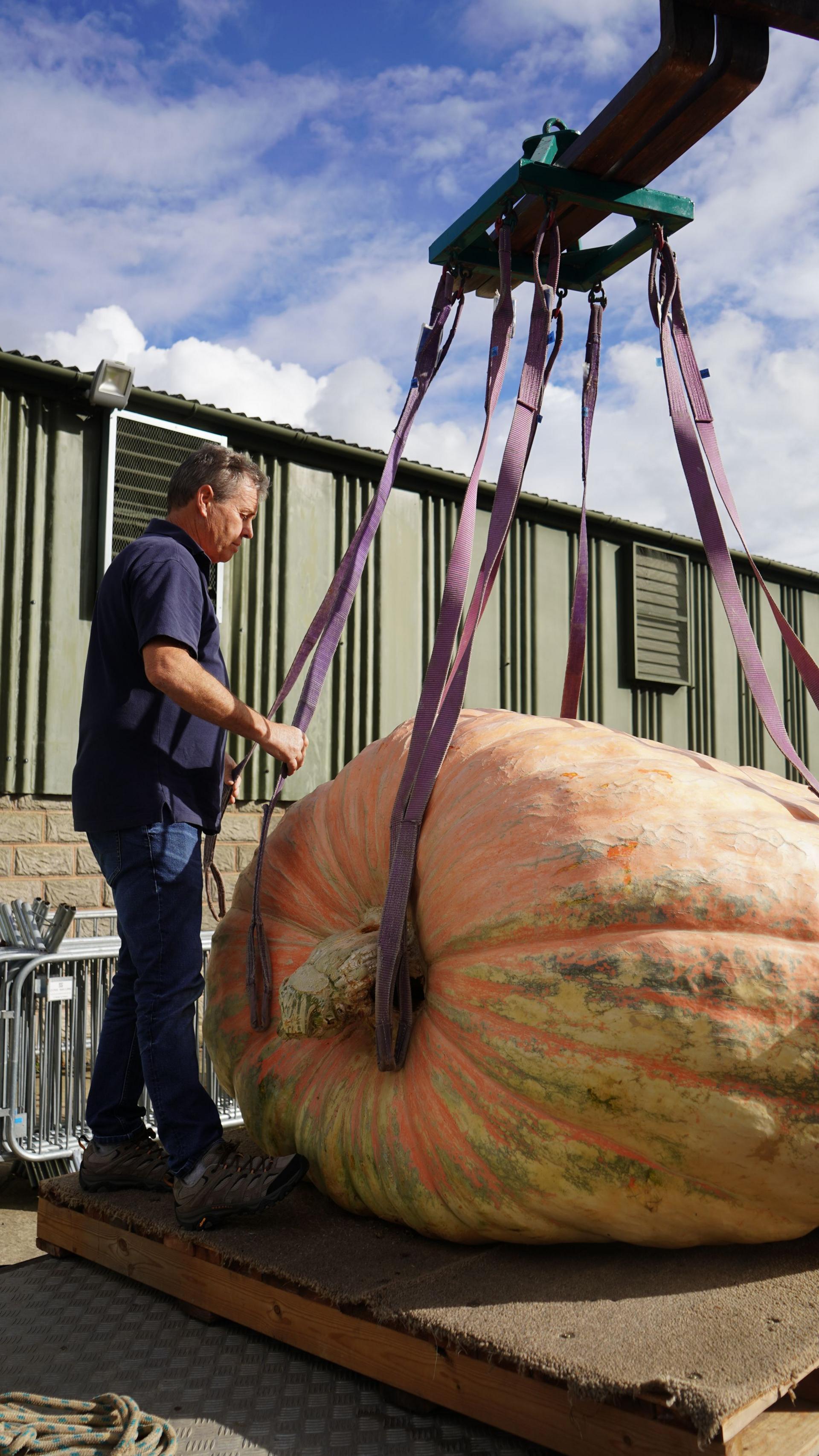 A man stands next to a huge pumpkin, strapping it onto a crane. Bright blue clouded sky in the background. 