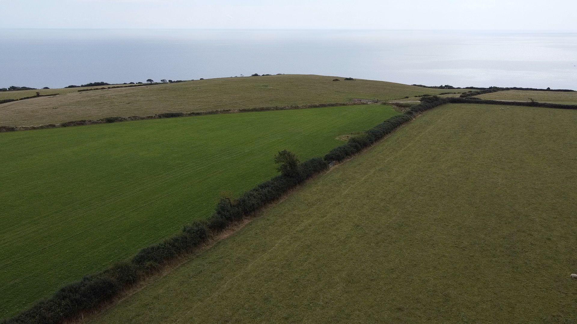 Hedgerow in Beer, East Devon