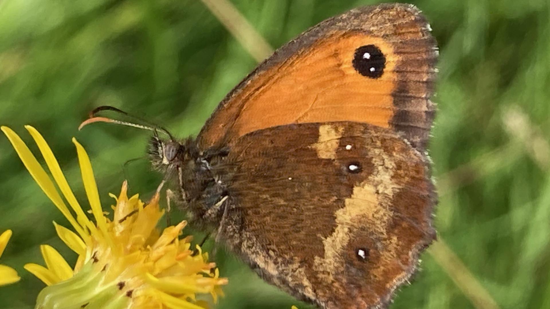 A brown Gatekeeper butterfly on a yellow flower