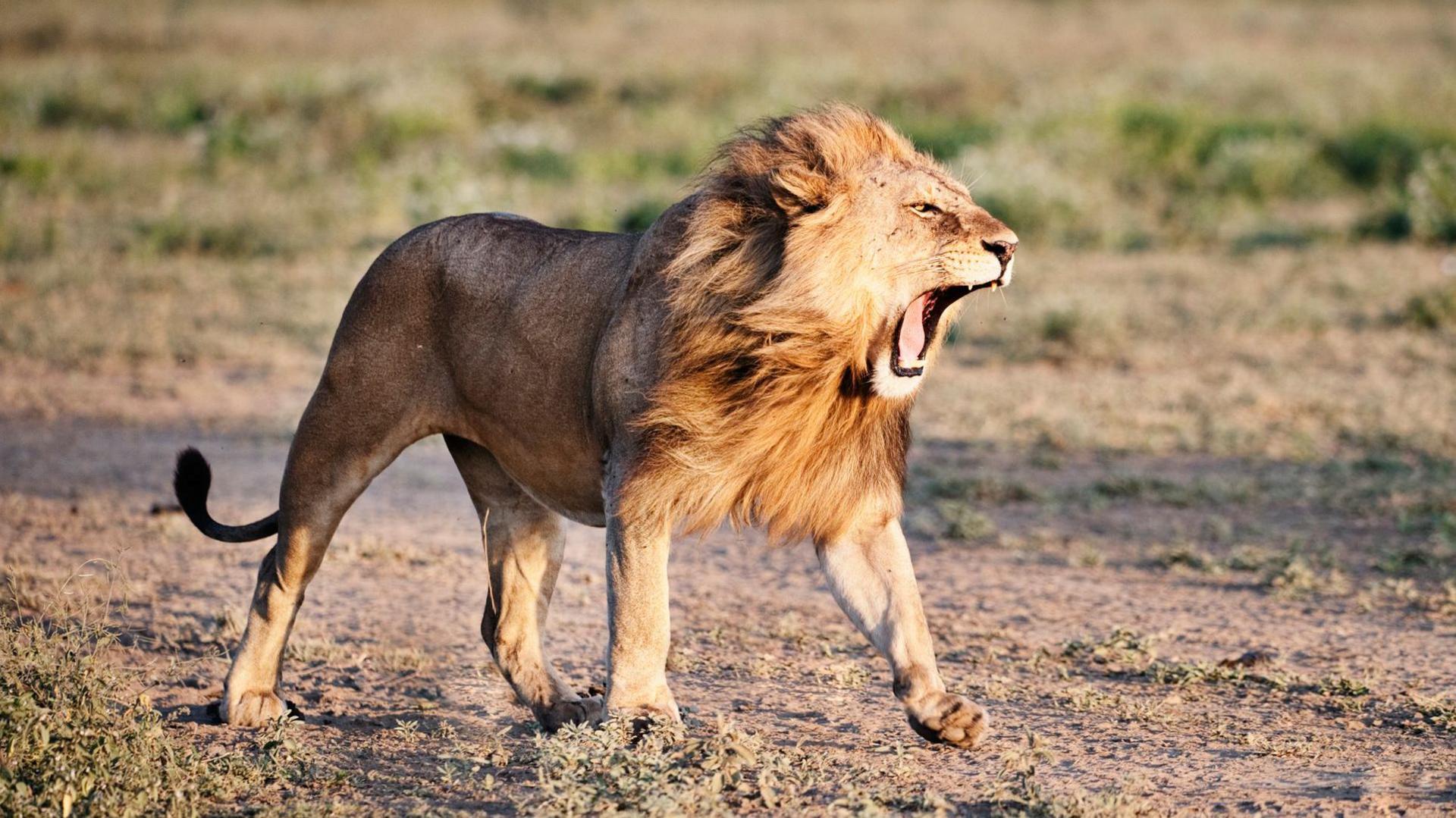 A lion roaring in the savannah
