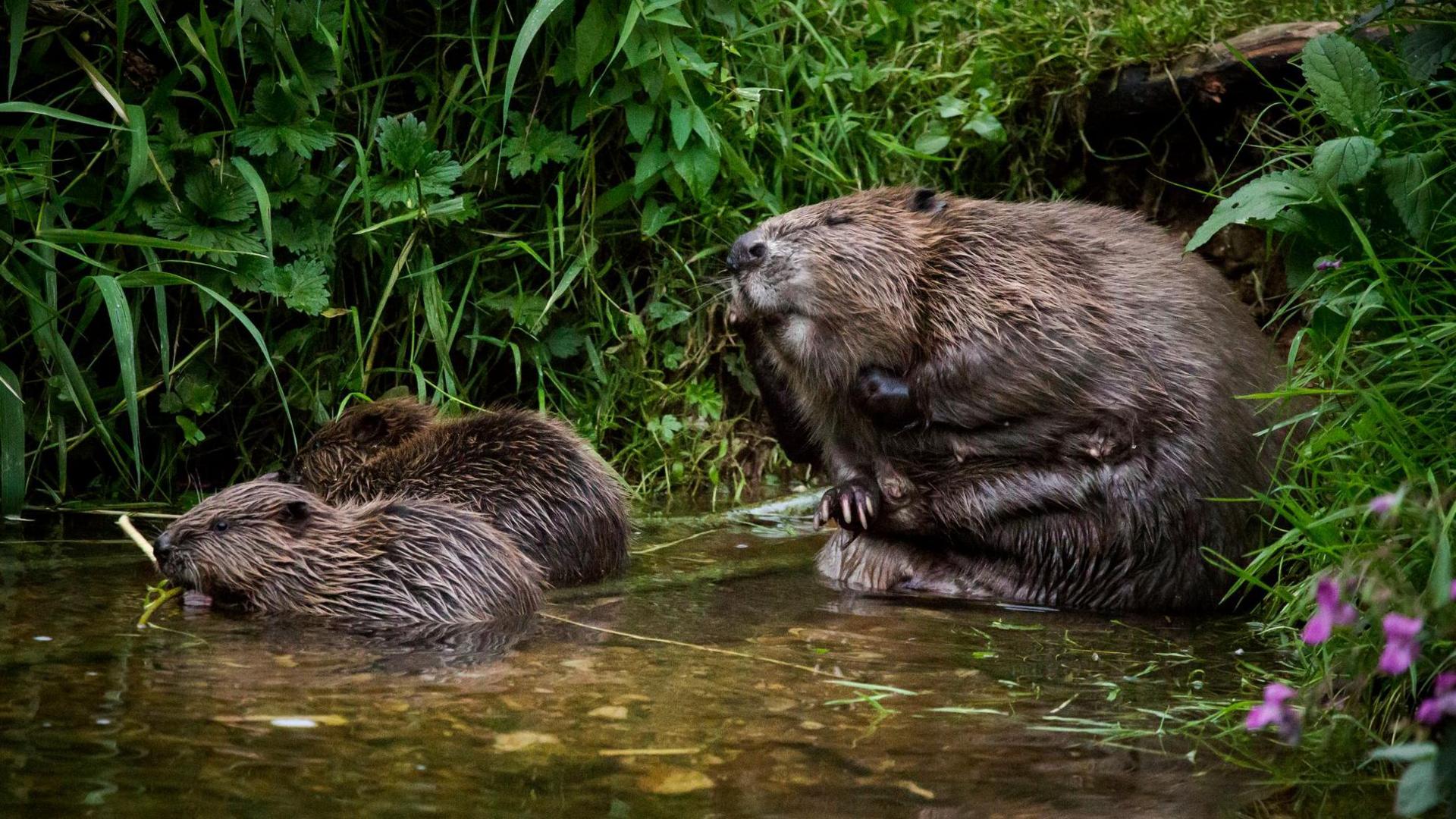 Stock image of beavers