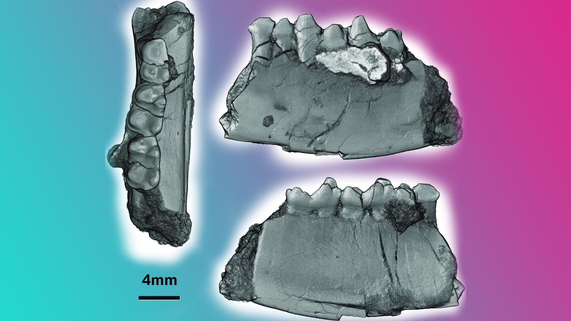 3d image of the bone fragments containing molars.