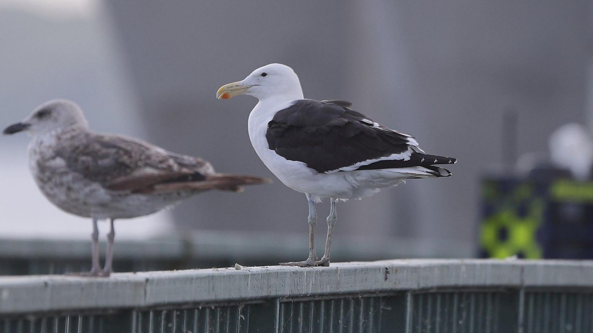 A kelp gull perched on a railing at Grafham Water