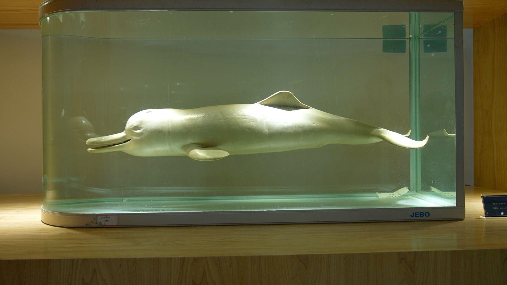A Yangtze dolphin sits in a case at a museum