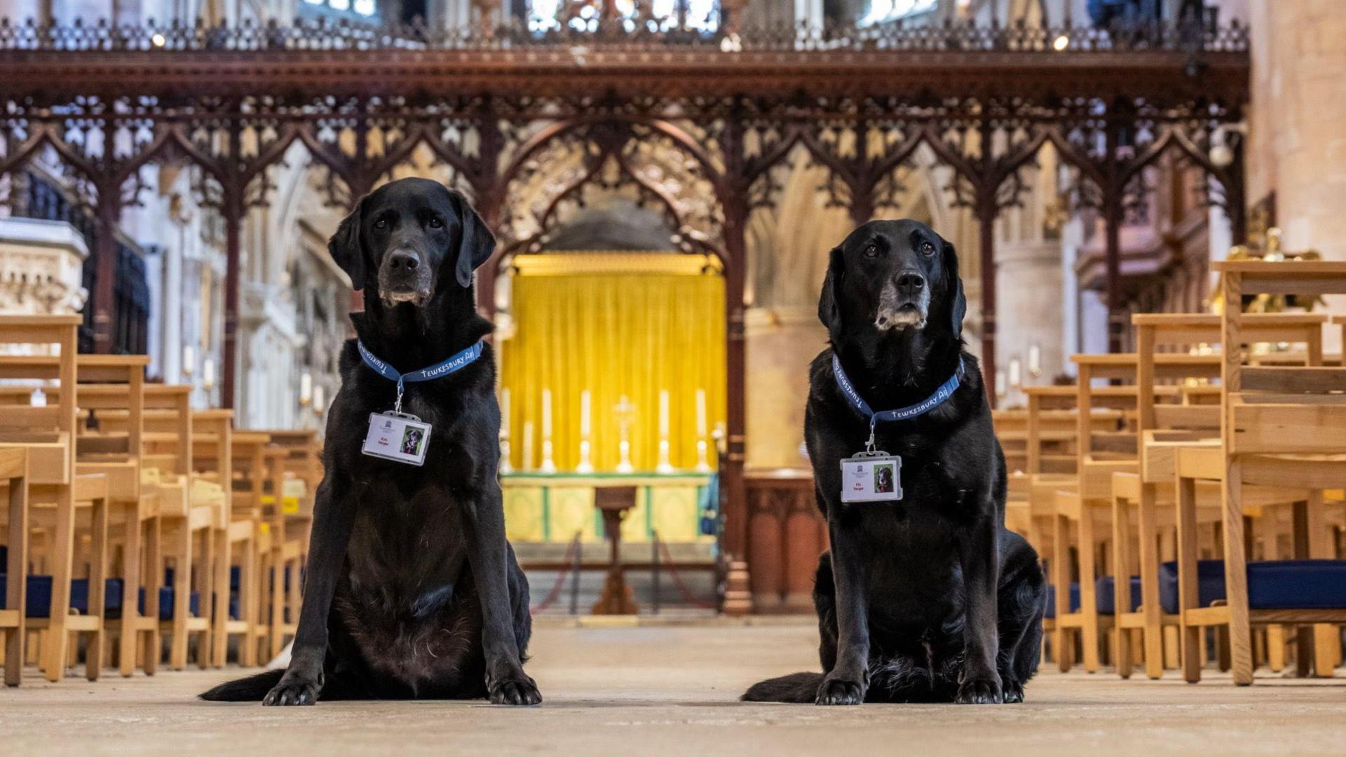 Two black labradors with name tags hanging round their necks look towards the camera as they sit in the middle of two blocks of wooden chairs inside an abbey
