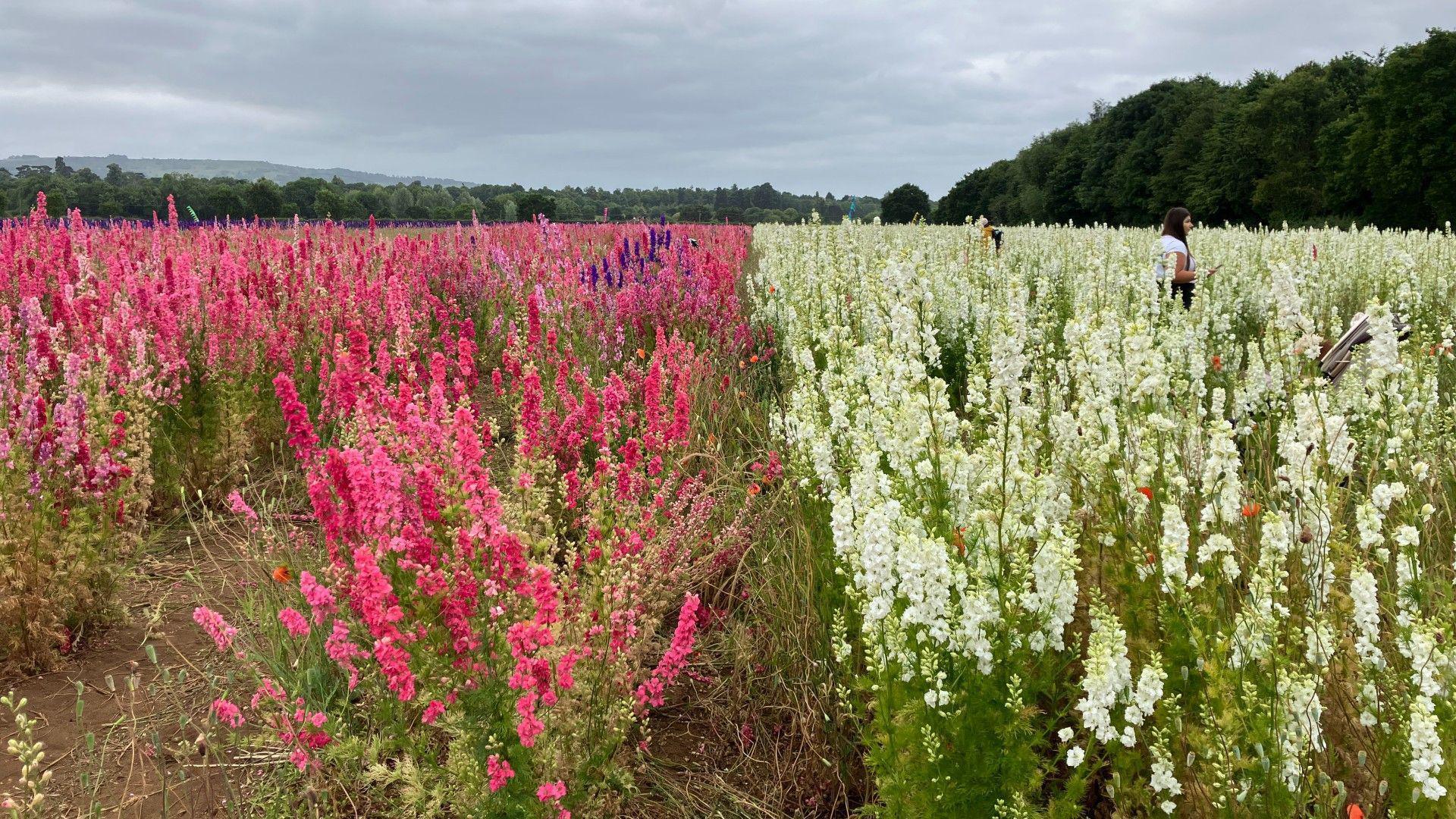  flower field