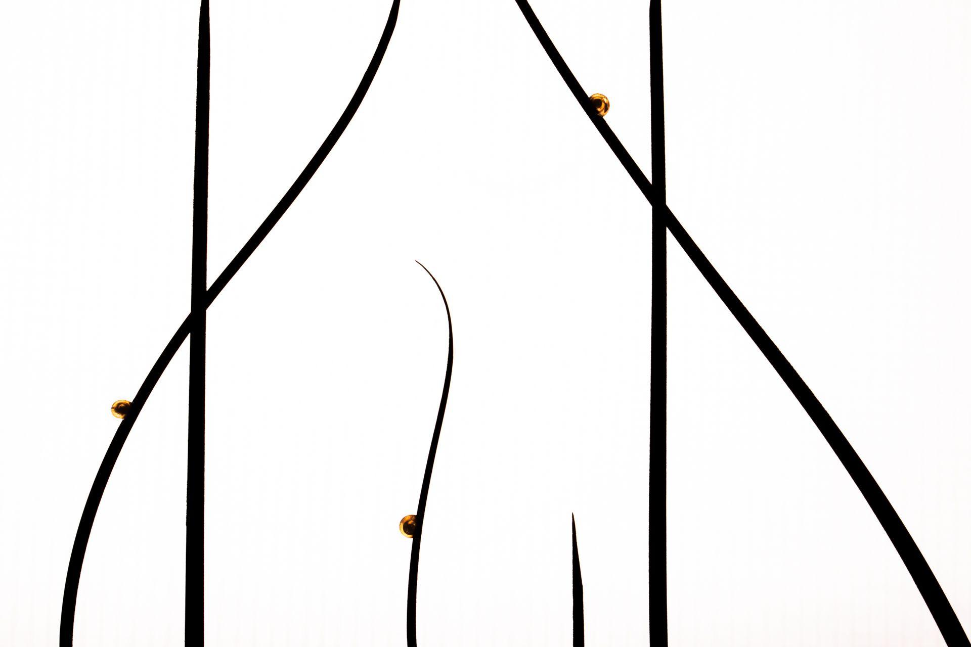 A group of snails rests on blades of grass in Austria