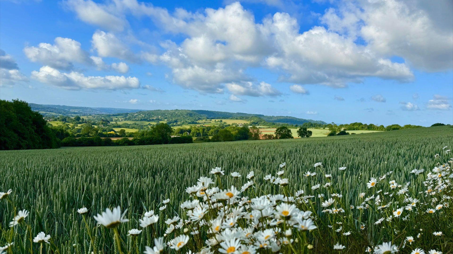 Daisies in the foreground of the big and blue sky in the background.